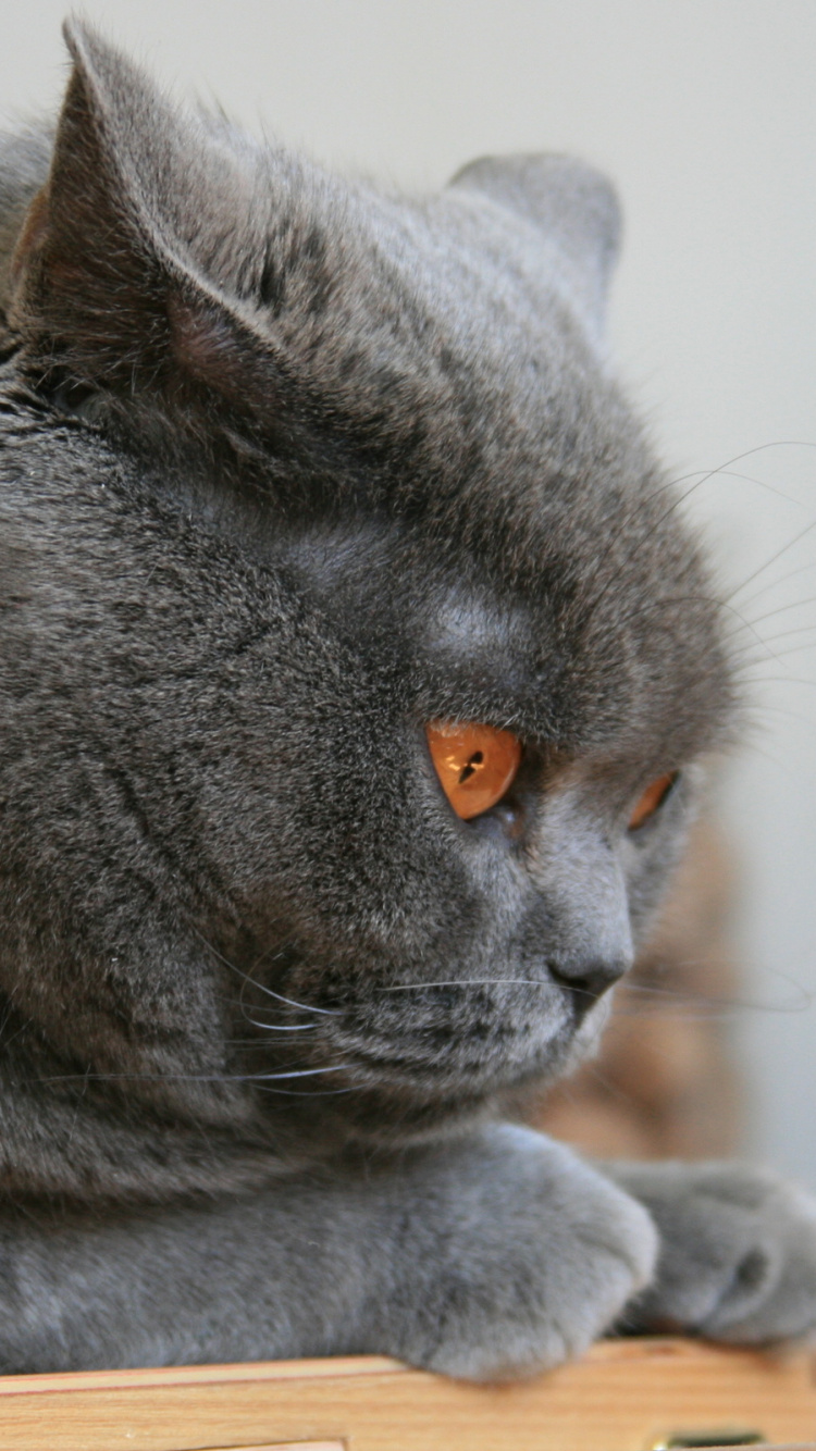 Обои шотландская вислоухая, котенок, британская короткошерстная, кот, бакенбарды в разрешении 750x1334