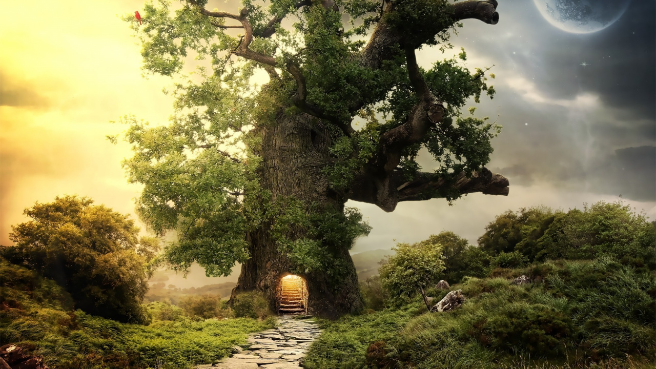 Обои дерево, природа, растительность, солнечный свет, растение в разрешении 1280x720