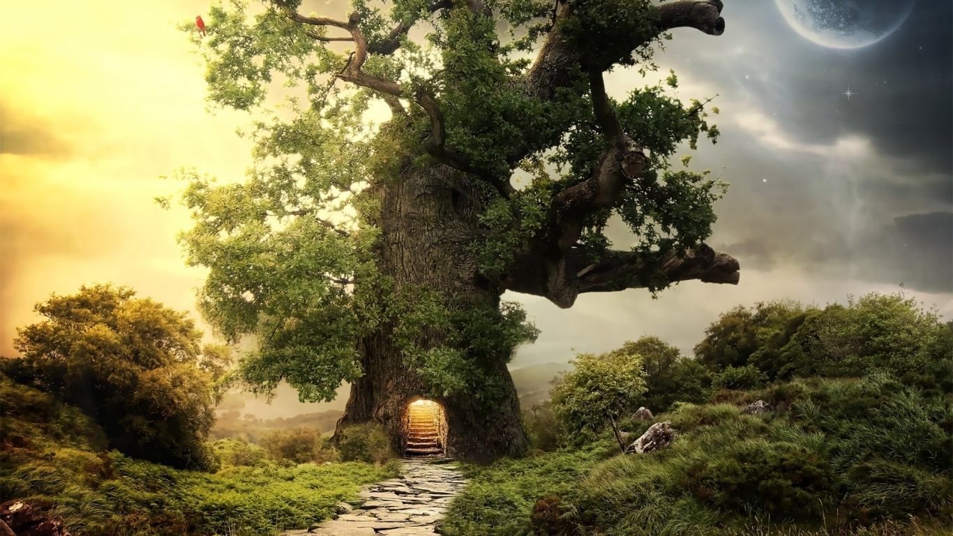 Обои дерево, природа, растительность, солнечный свет, растение в разрешении 1366x768