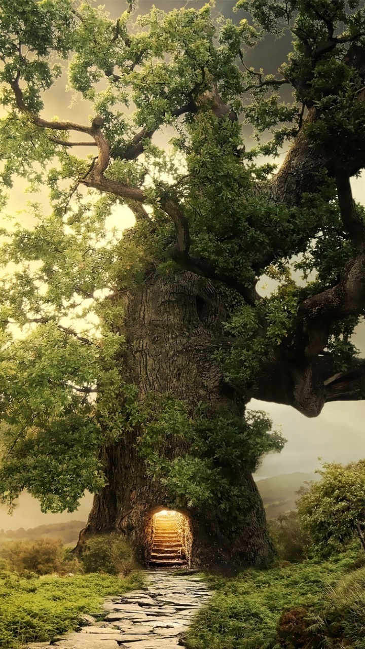 Обои дерево, природа, растительность, солнечный свет, растение в разрешении 720x1280