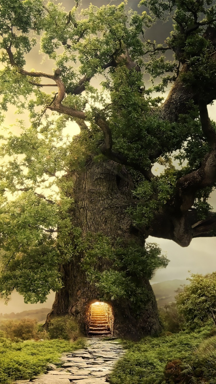 Обои дерево, природа, растительность, солнечный свет, растение в разрешении 750x1334