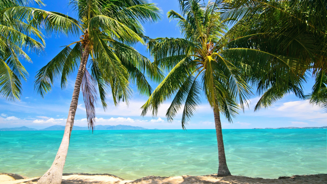 Обои пальмовые рощи, дерево, тропическая зона, Пальма, Карибский бассейн в разрешении 1366x768