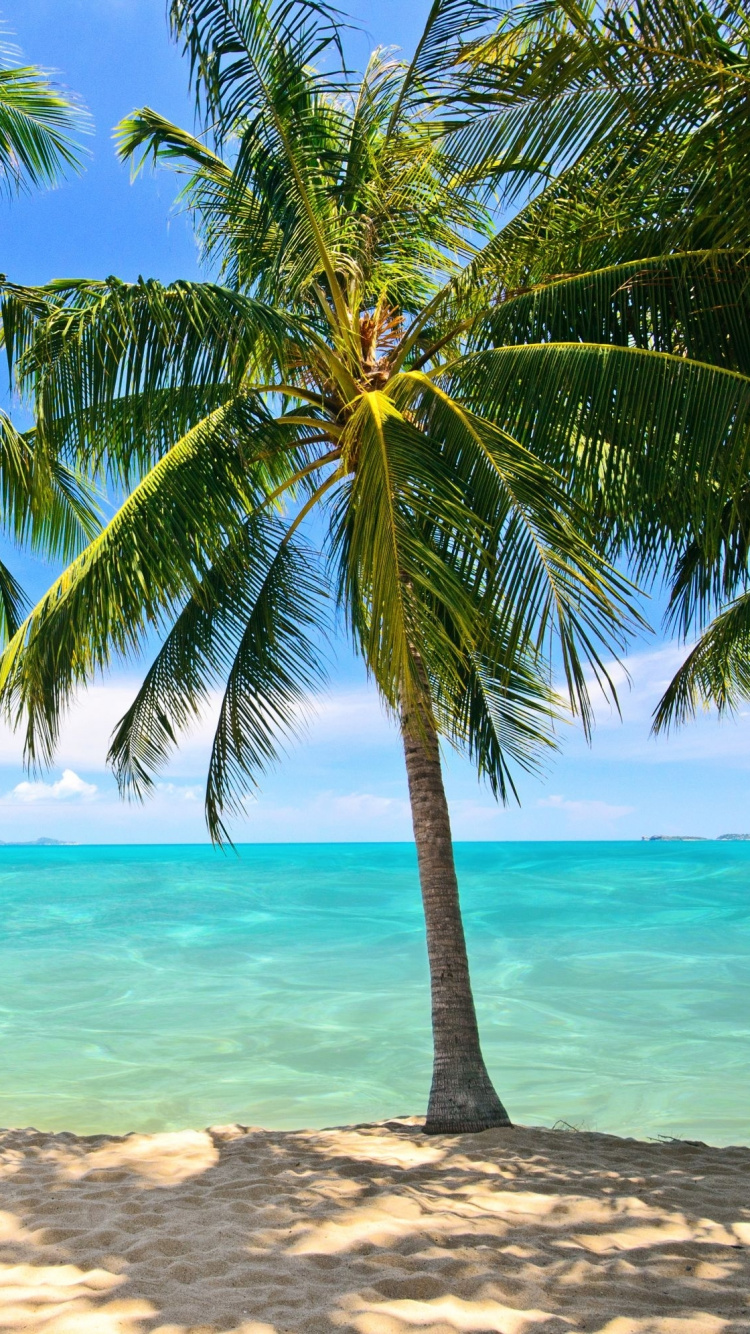 Обои пальмовые рощи, дерево, тропическая зона, Пальма, Карибский бассейн в разрешении 750x1334