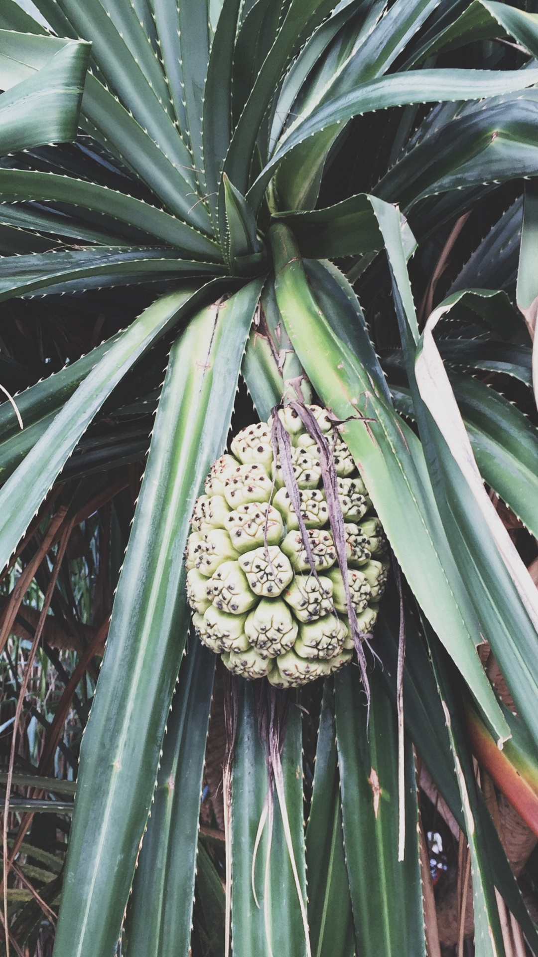 Обои Флора, биология, наука, растительность, растительное сообщество в разрешении 1080x1920