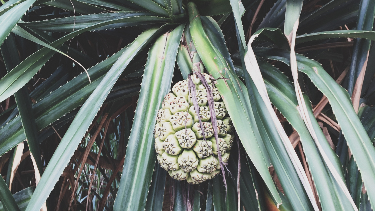 Обои Флора, биология, наука, растительность, растительное сообщество в разрешении 1280x720