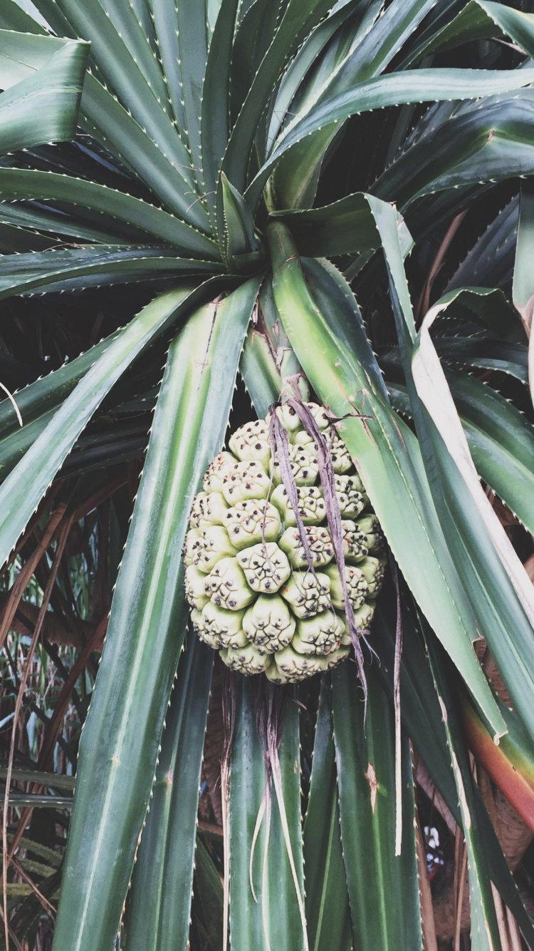 Обои Флора, биология, наука, растительность, растительное сообщество в разрешении 750x1334