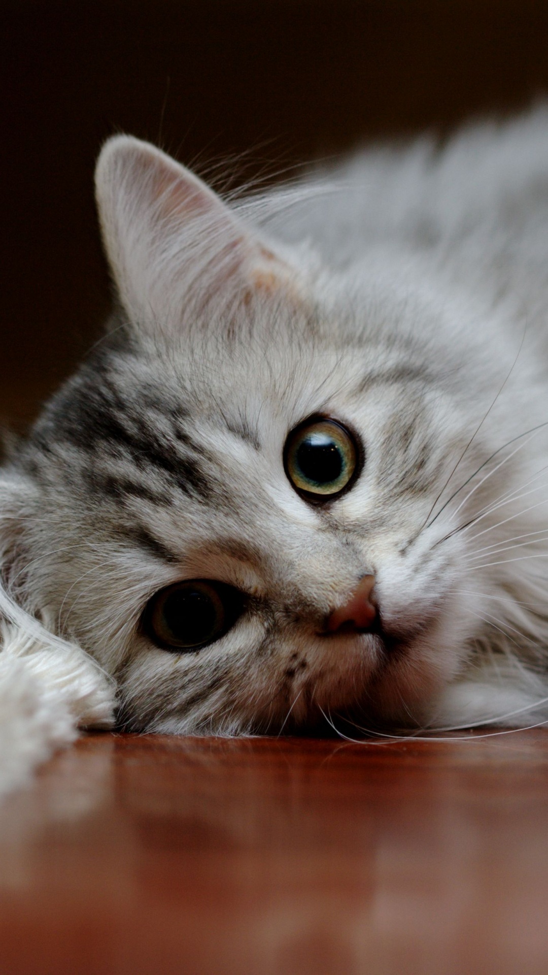 Обои американская короткошерстная, котенок, полосатый кот, кот, бакенбарды в разрешении 1080x1920