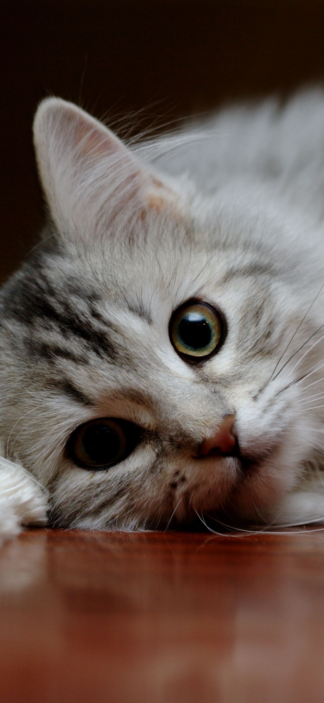 Обои американская короткошерстная, котенок, полосатый кот, кот, бакенбарды в разрешении 1125x2436