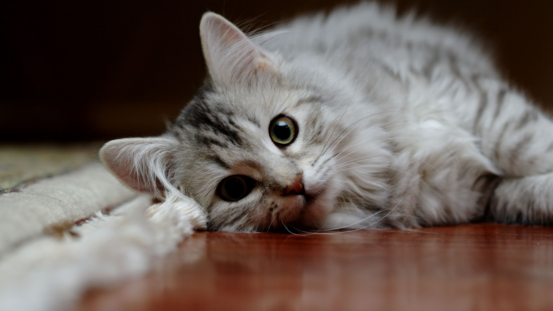 Обои американская короткошерстная, котенок, полосатый кот, кот, бакенбарды в разрешении 1920x1080