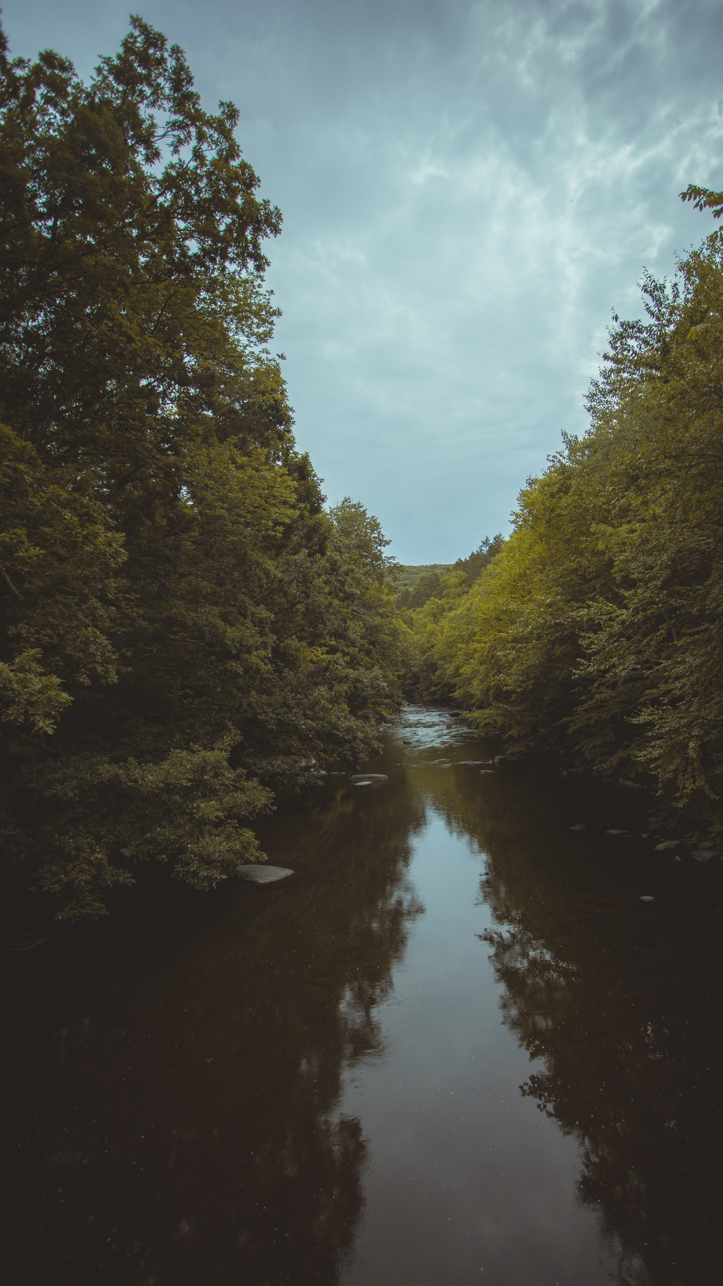 Обои дерево, небо, вечер, природный ландшафт, водный путь в разрешении 1440x2560