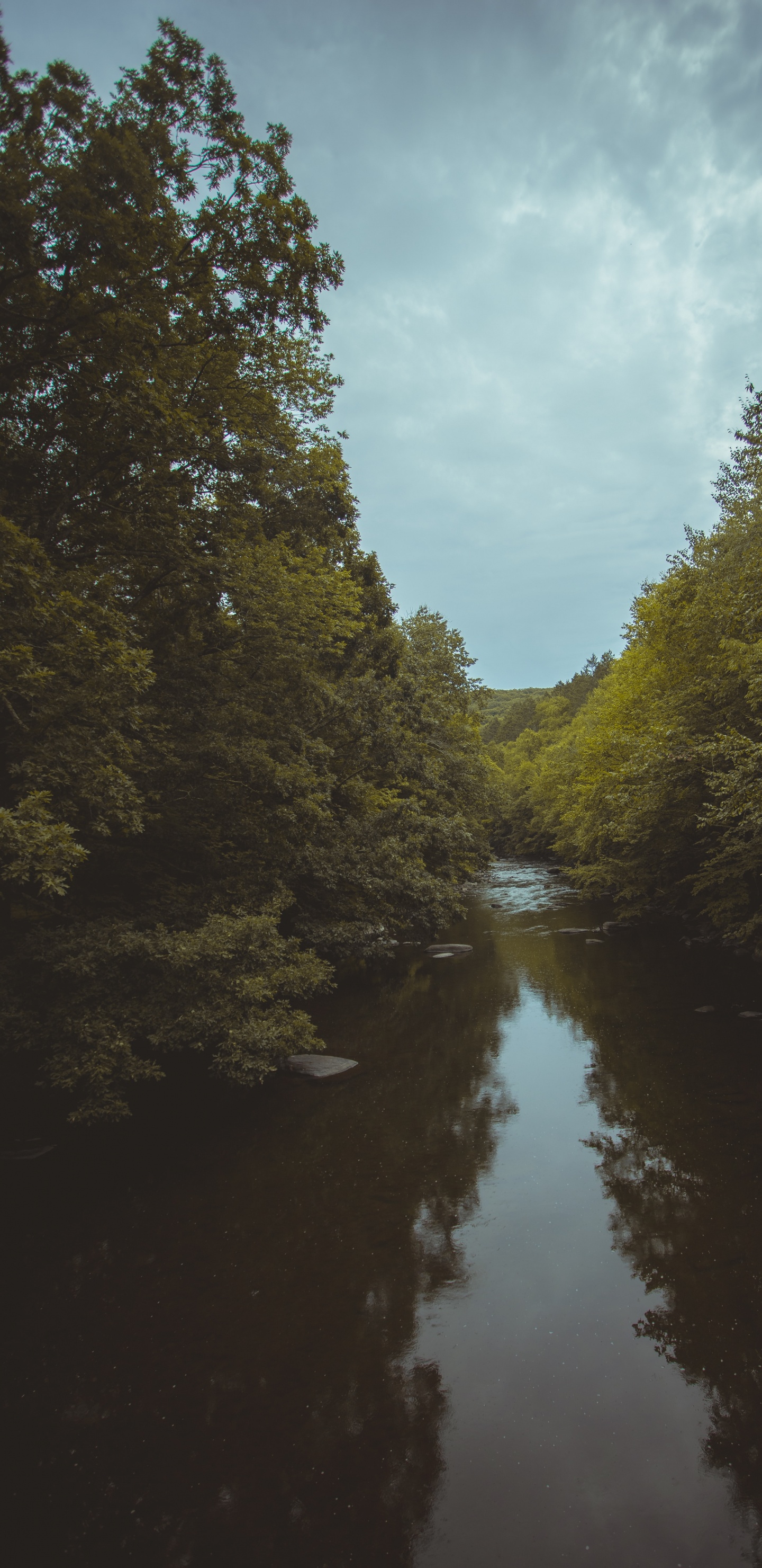 Обои дерево, небо, вечер, природный ландшафт, водный путь в разрешении 1440x2960