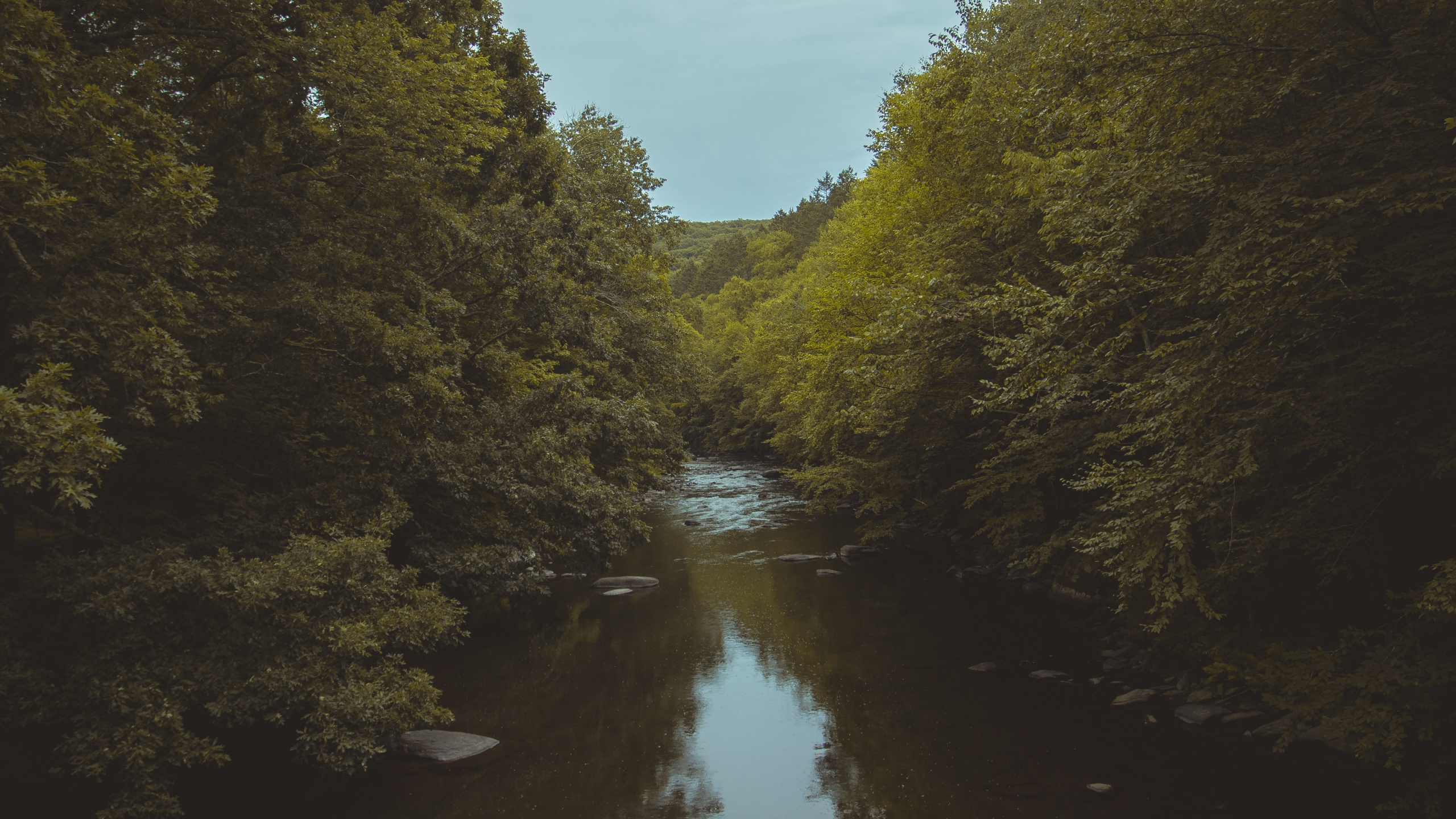 Обои дерево, небо, вечер, природный ландшафт, водный путь в разрешении 2560x1440