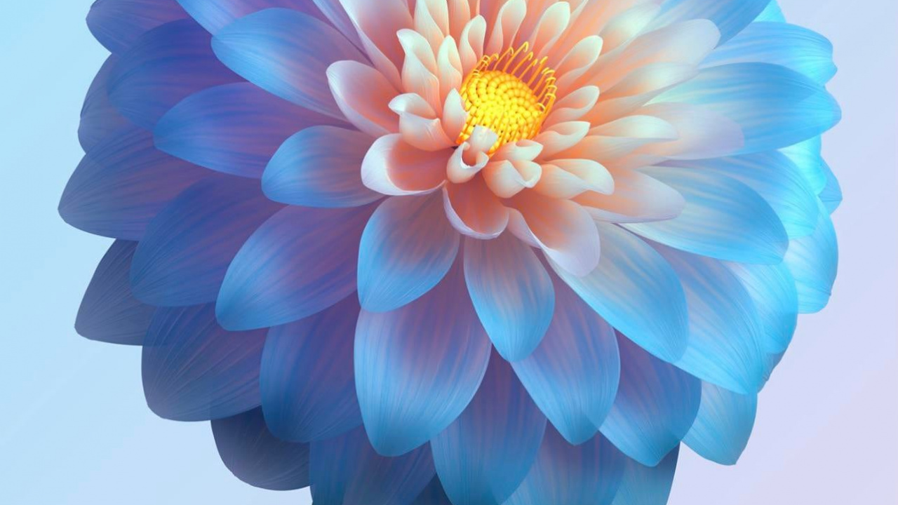 Обои цветок, Жив, Vivo, яблоко, растение в разрешении 1280x720