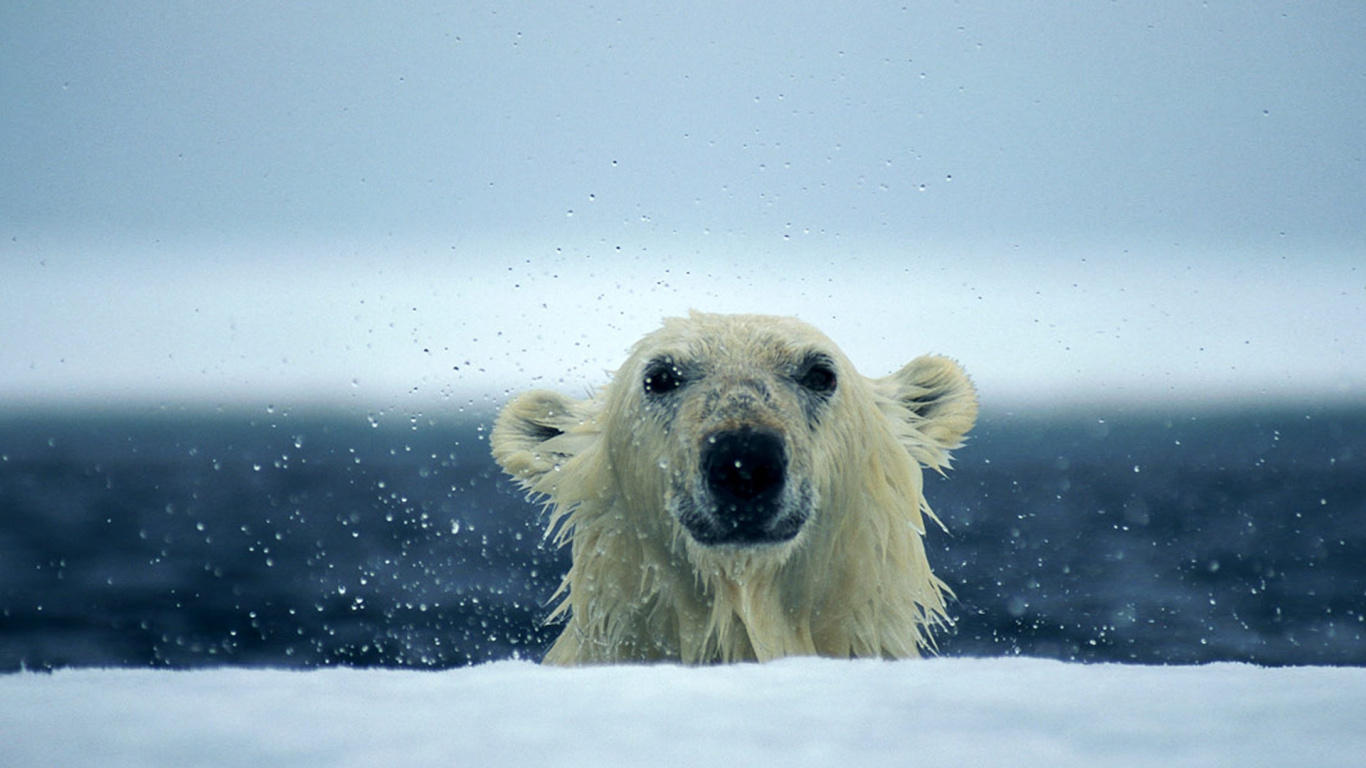 Обои белый медведь, медведь, Арктика, полярные льды, Северный Ледовитый океан в разрешении 1366x768