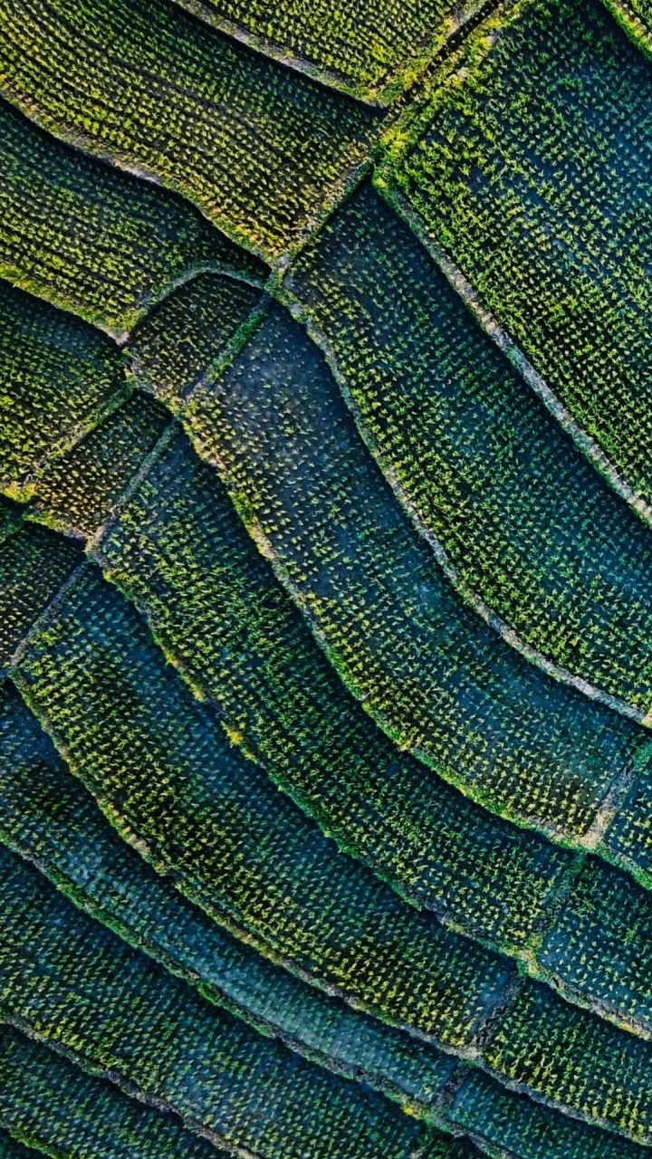 Обои лист, лазурный, Аква, полутона и оттенки, узор в разрешении 720x1280