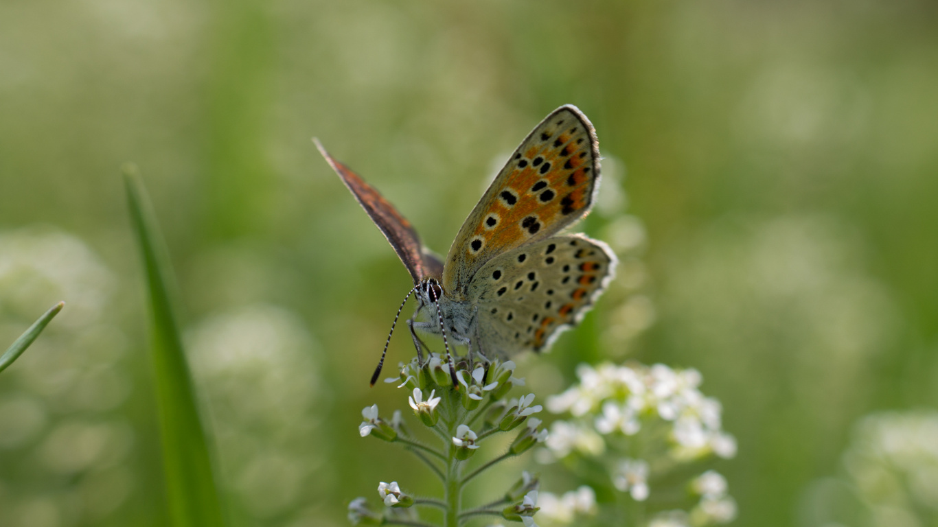 Обои lycaenid, мотыльки и бабочки, бабочка, насекомое, беспозвоночных в разрешении 1366x768
