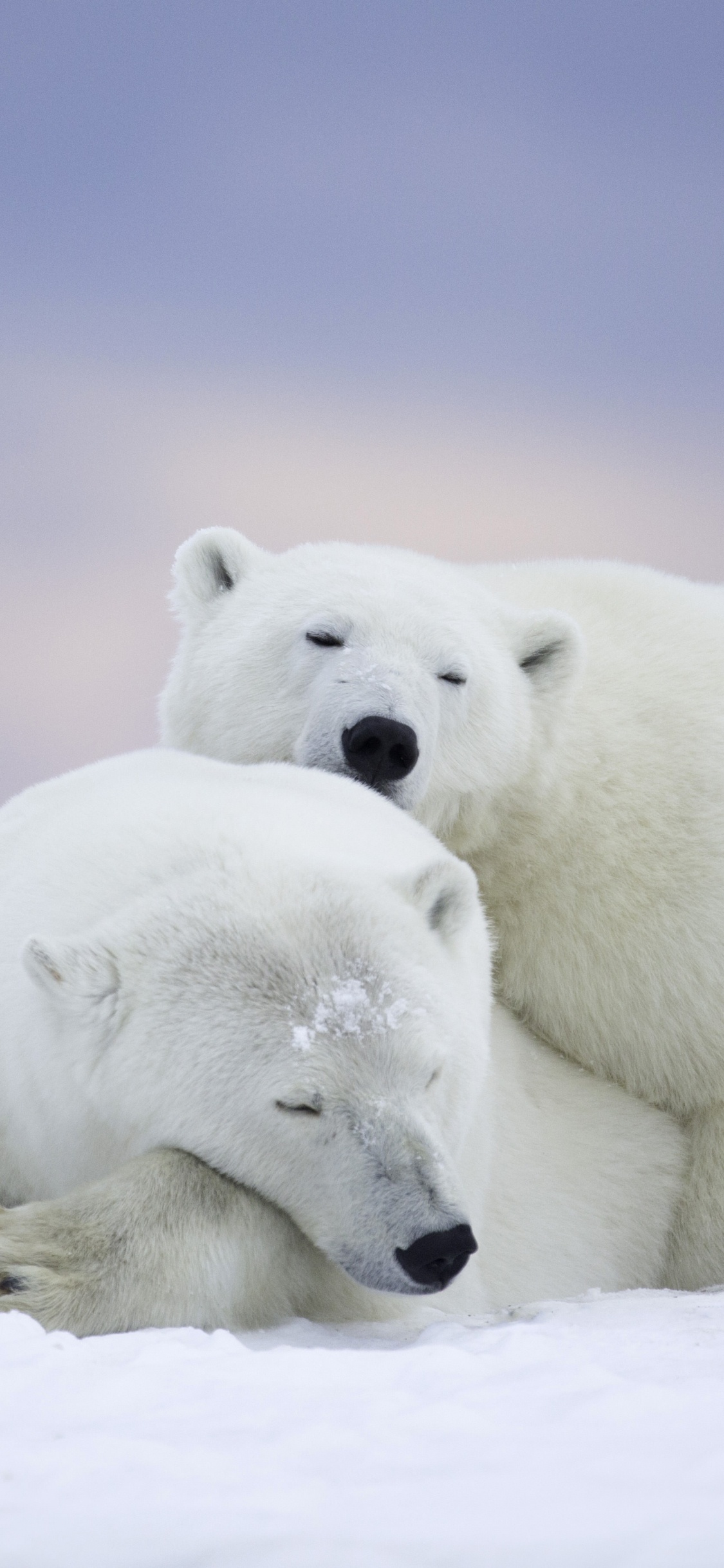 Обои белый медведь, медведь, полярные льды, Арктика, окружающая среда в разрешении 1125x2436