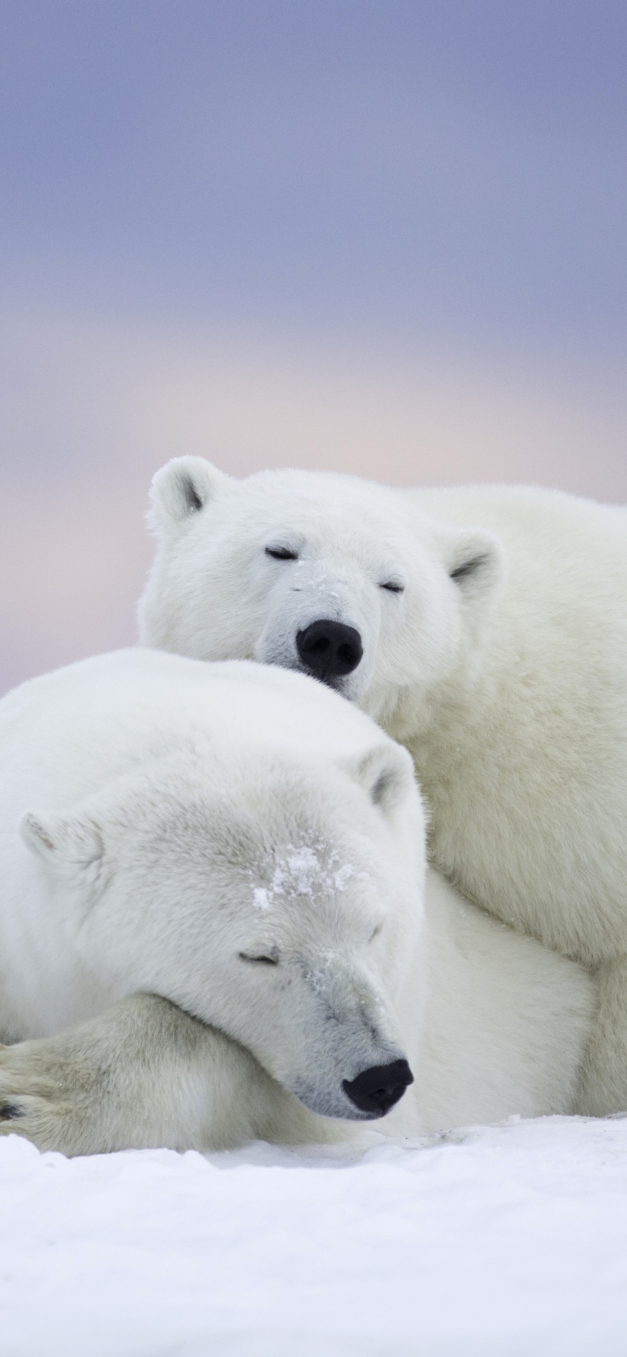 Обои белый медведь, медведь, полярные льды, Арктика, окружающая среда в разрешении 1242x2688