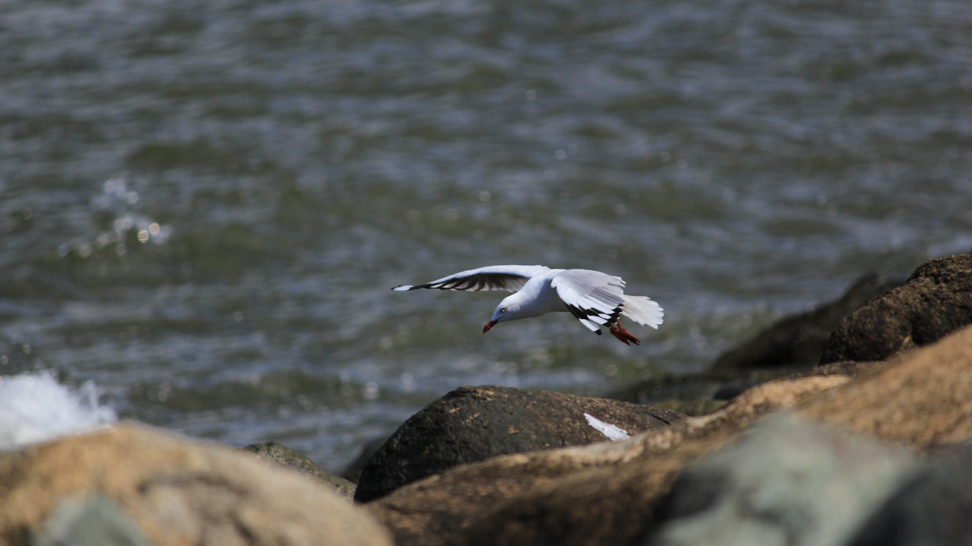 Обои чайки, птица, живая природа, морская птица, Чайка в разрешении 1366x768
