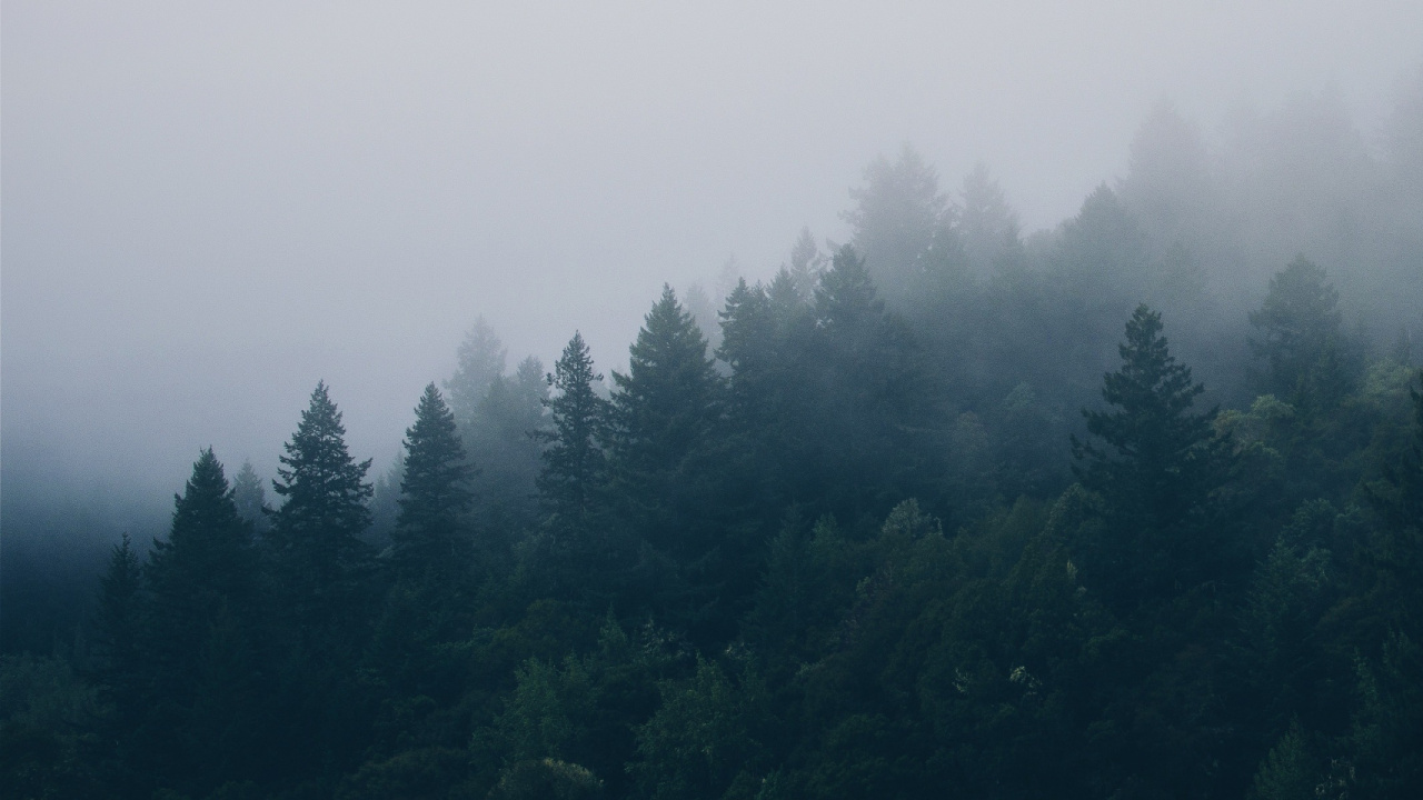 Обои лес, дерево, туман, дымка, природа в разрешении 1280x720