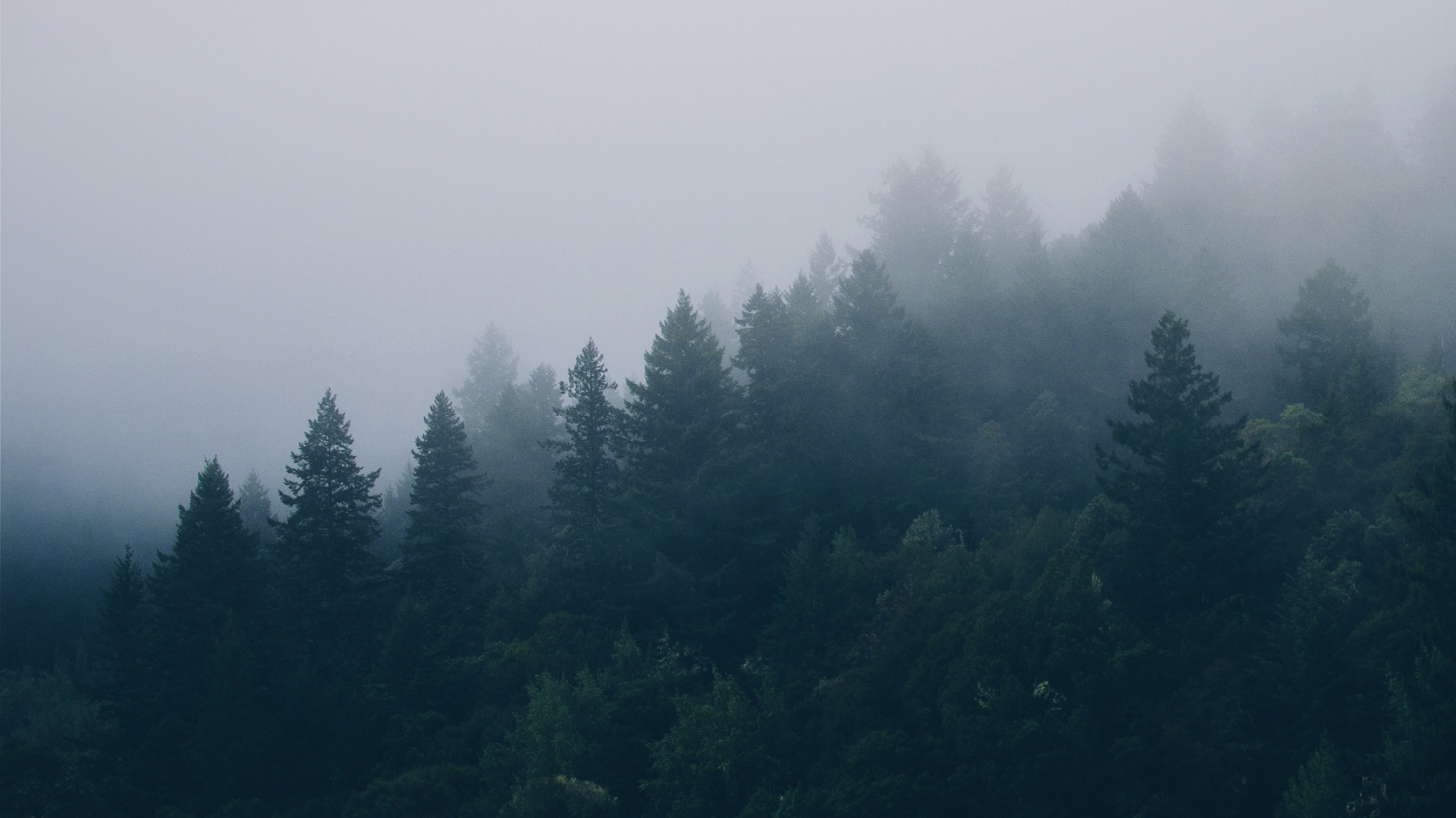 Обои лес, дерево, туман, дымка, природа в разрешении 1920x1080