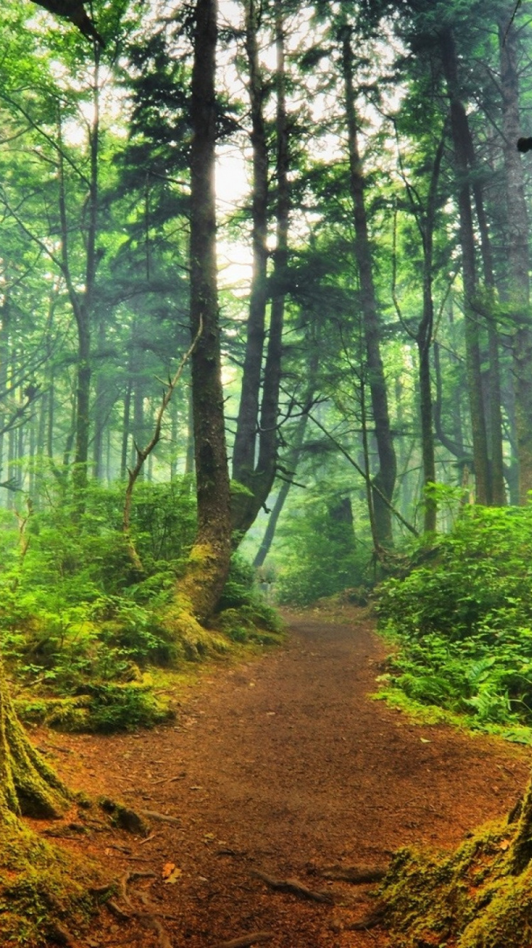 Обои лес, дерево, лесистая местность, природа, природный заповедник в разрешении 750x1334