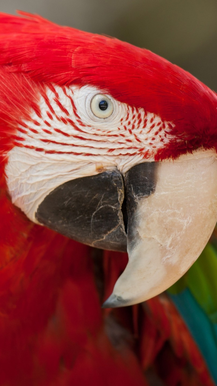 Обои Ара, птица, клюв, попугай, красный цвет в разрешении 750x1334