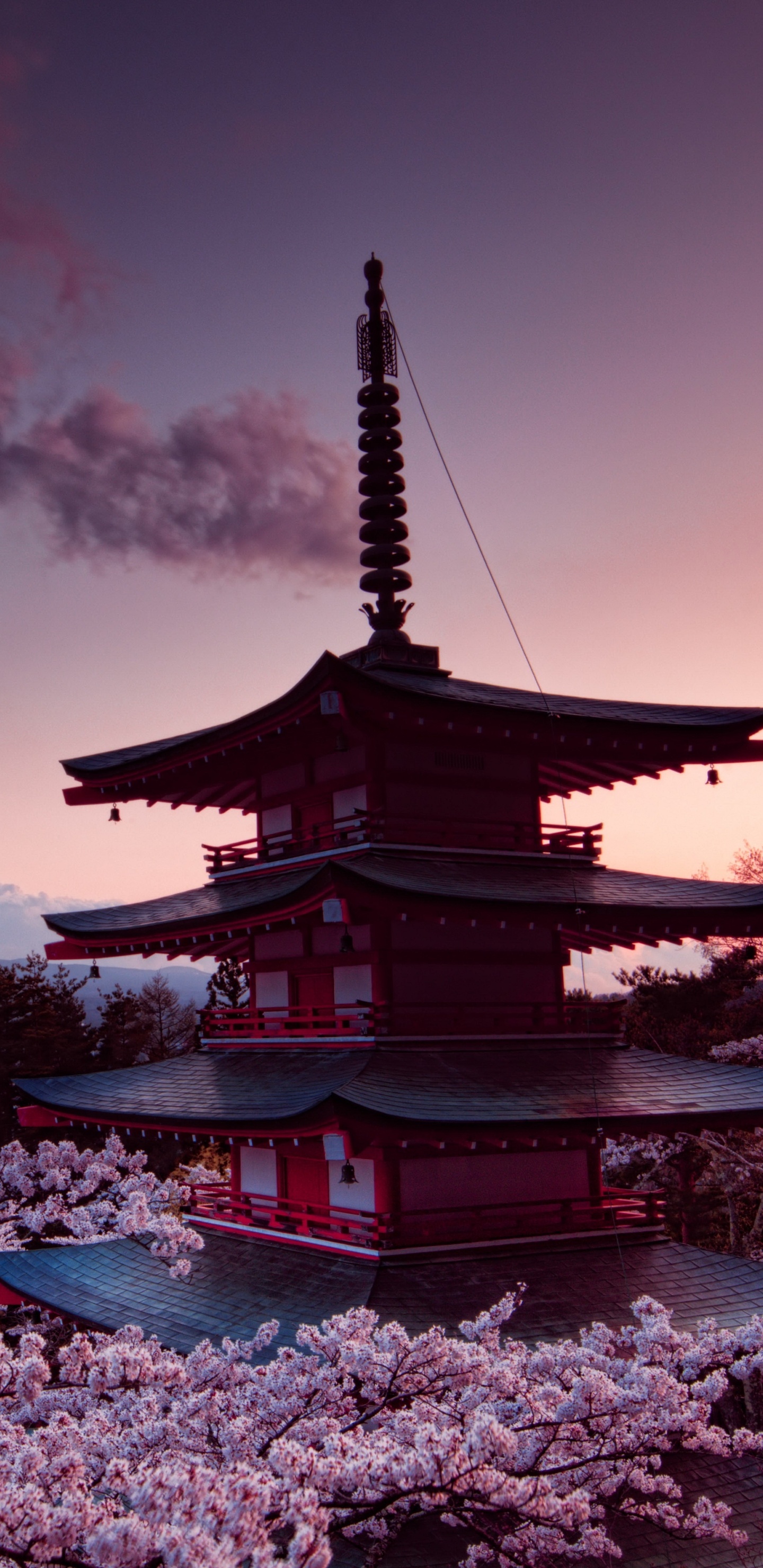 Обои гора Фудзи, вулкан, цветение вишни, цветок, облако в разрешении 1440x2960