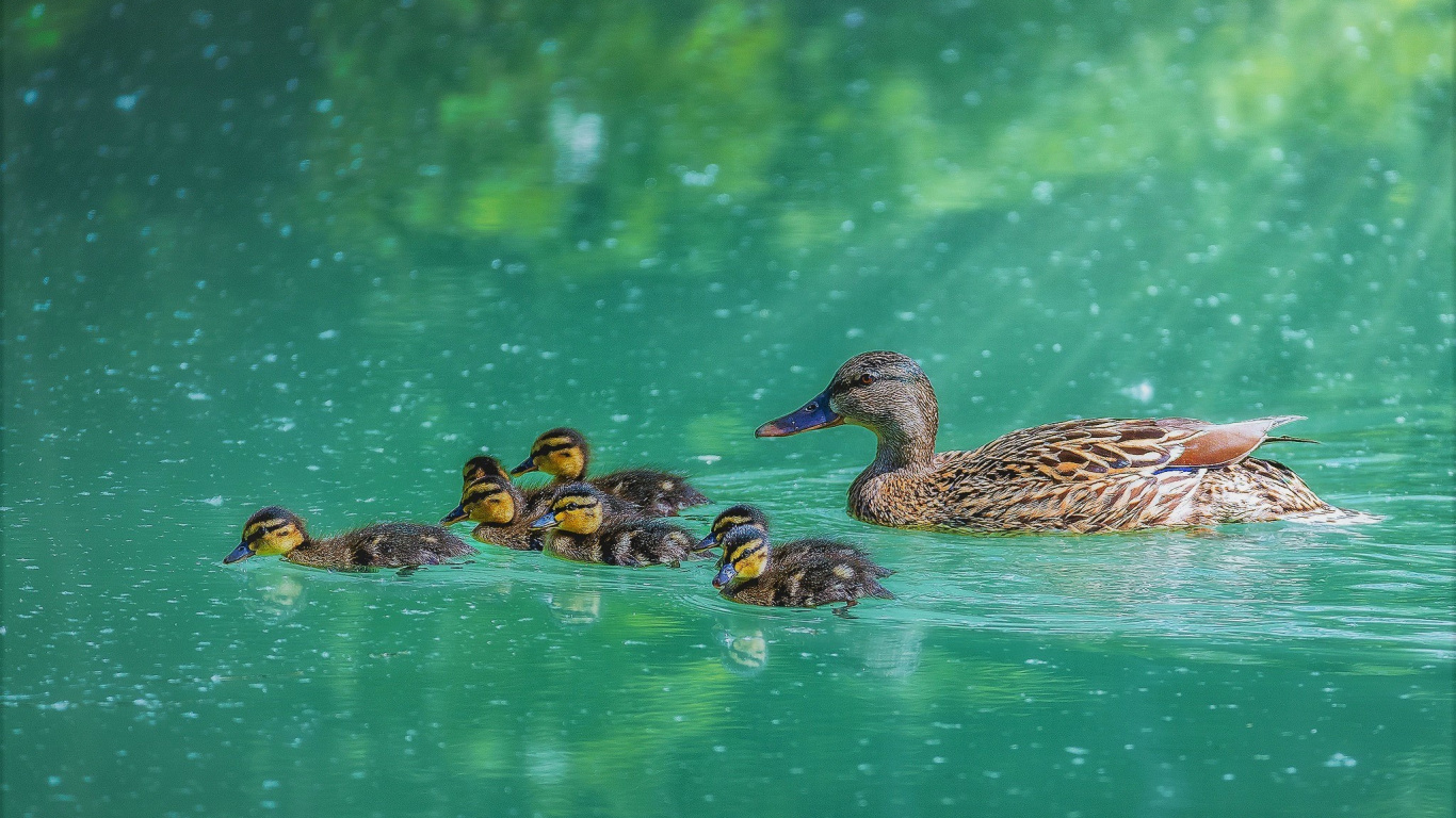Обои утка, Дикая утка, птица, водоплавающие птицы, утки, гуси и лебеди в разрешении 1366x768