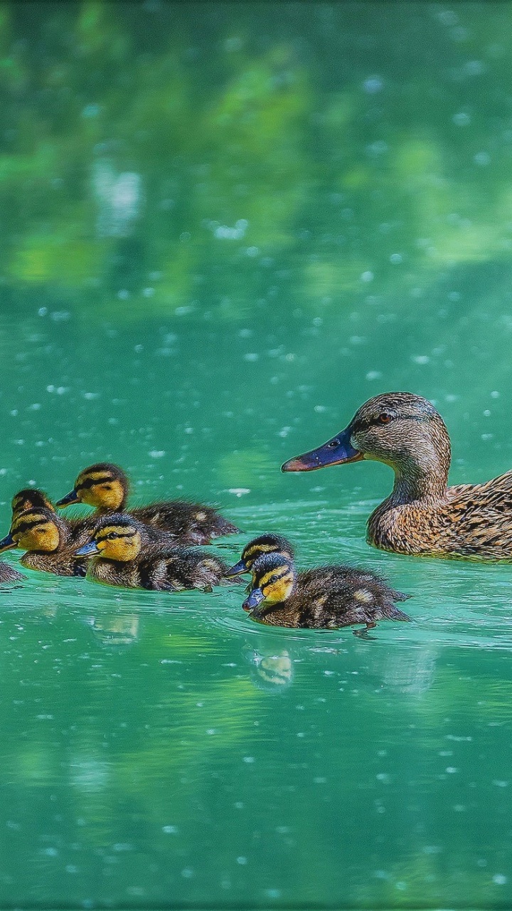 Обои утка, Дикая утка, птица, водоплавающие птицы, утки, гуси и лебеди в разрешении 720x1280