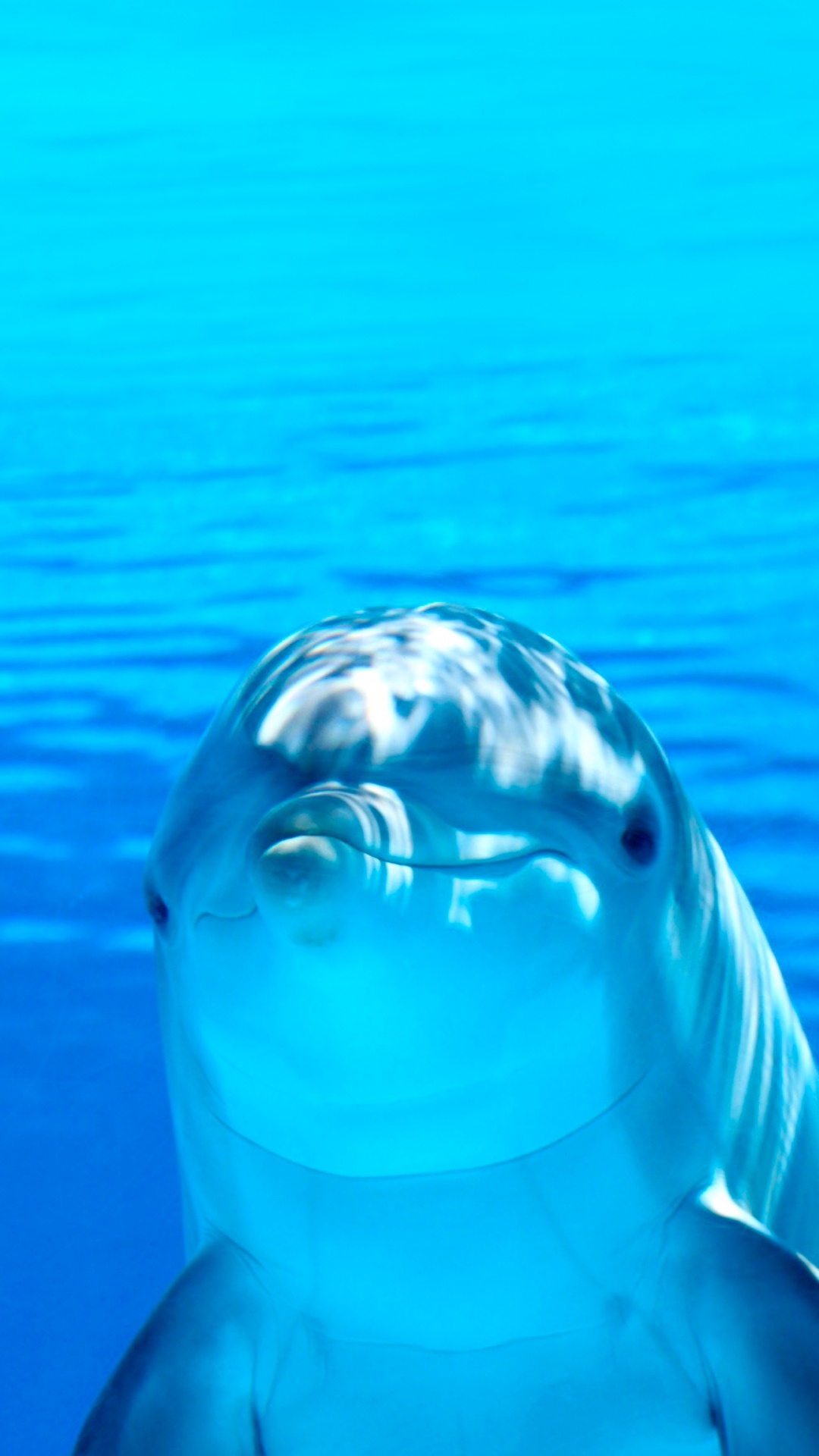 Обои Дельфин, водоем, подземные воды, жидкий, природа в разрешении 1080x1920