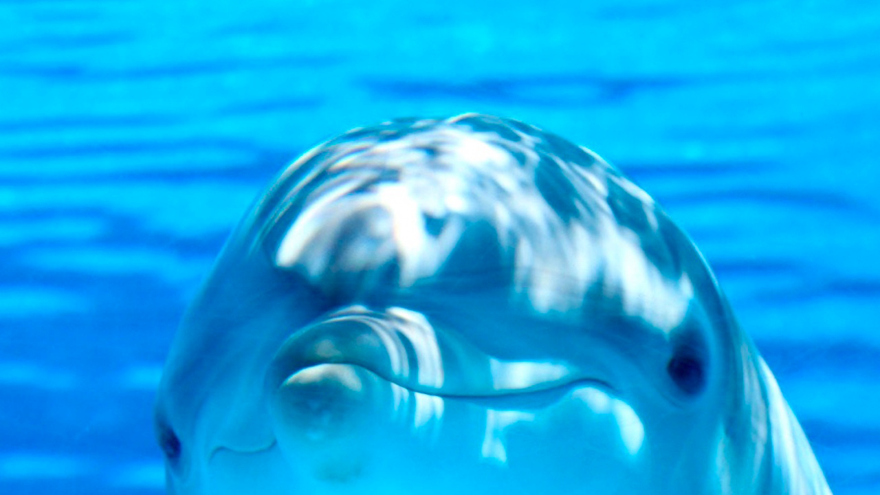 Обои Дельфин, водоем, подземные воды, жидкий, природа в разрешении 1280x720