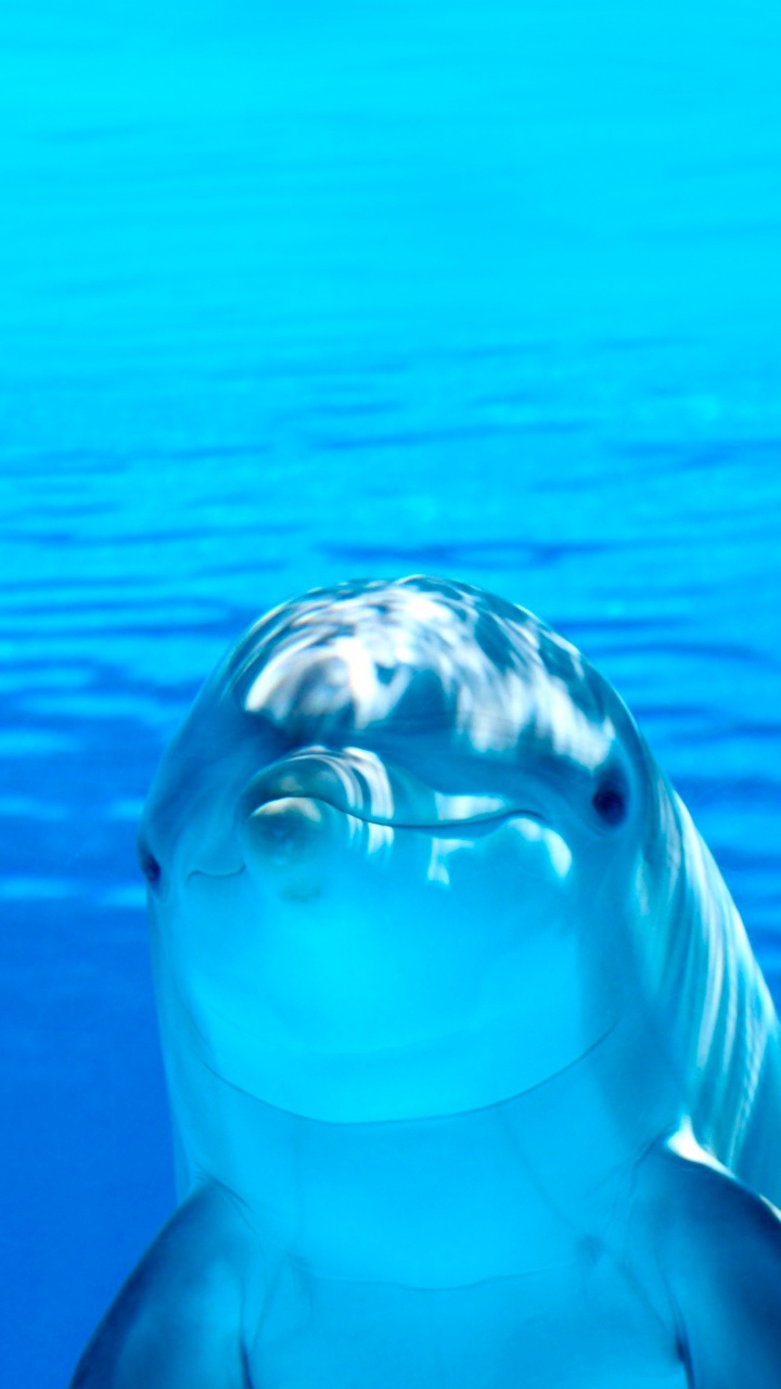 Обои Дельфин, водоем, подземные воды, жидкий, природа в разрешении 720x1280