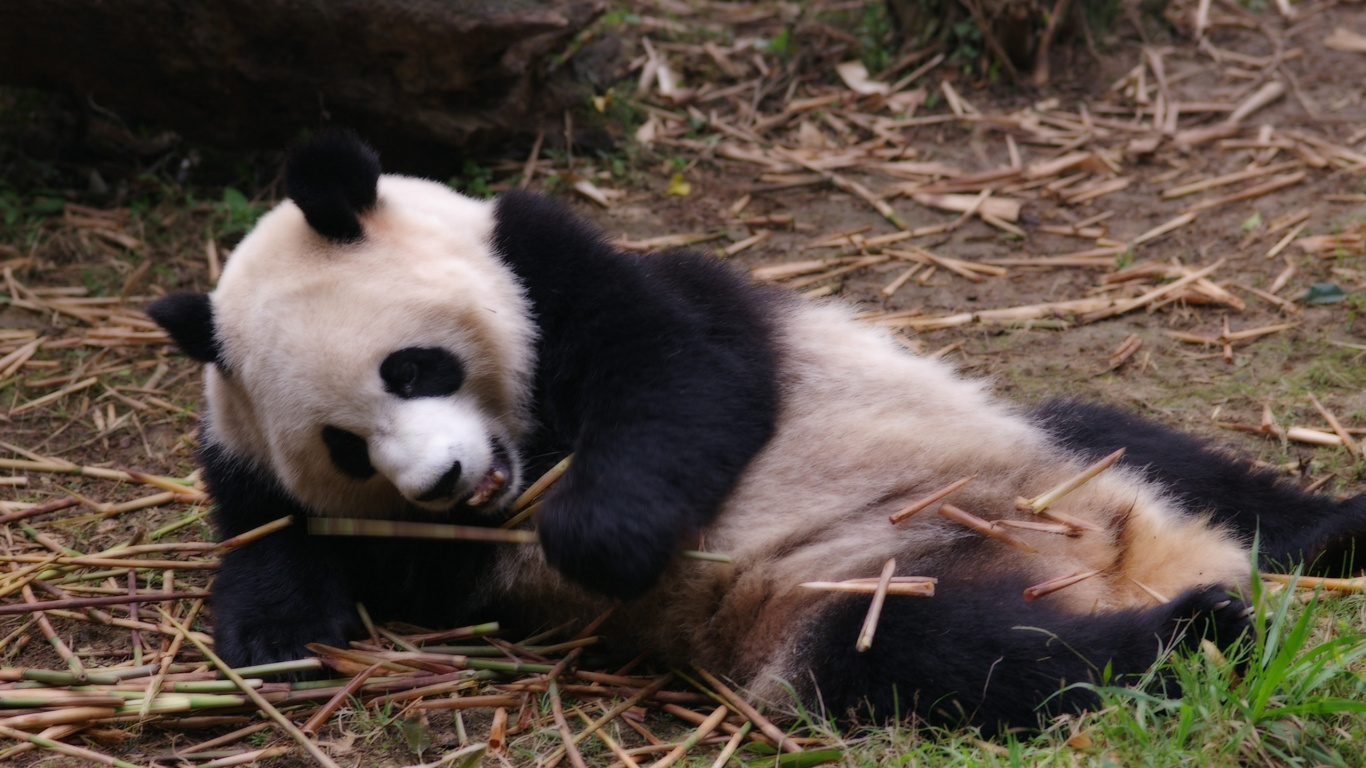 Обои гигантская панда, Красная панда, наземные животные, медведь, живая природа в разрешении 1366x768