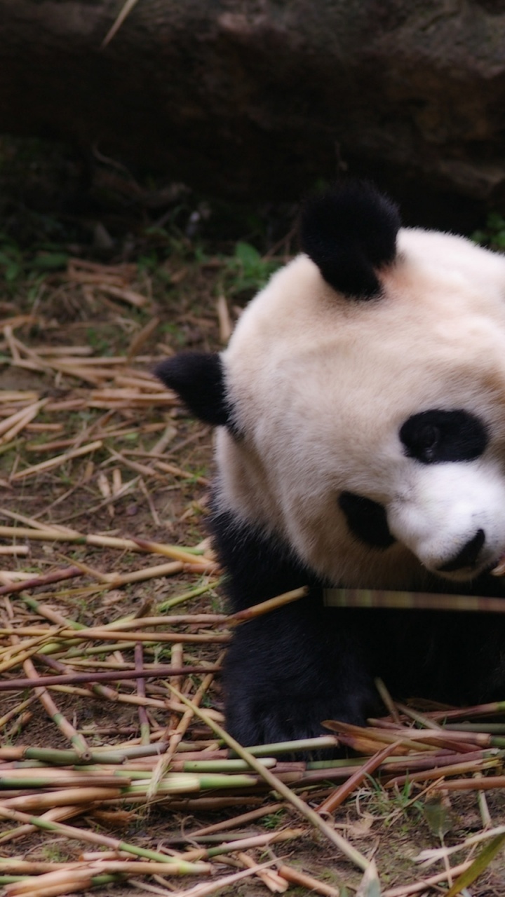 Обои гигантская панда, Красная панда, наземные животные, медведь, живая природа в разрешении 720x1280