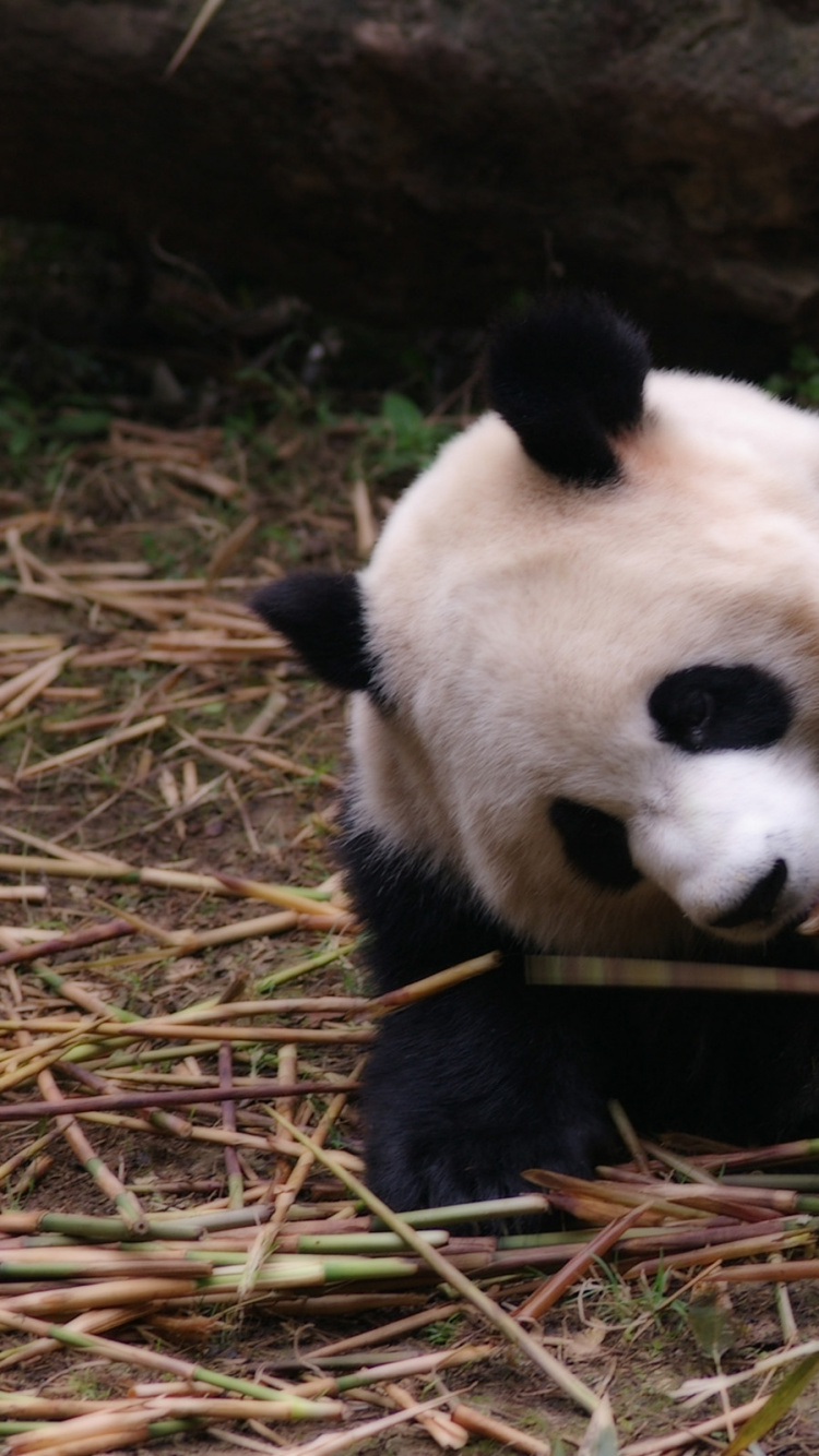 Обои гигантская панда, Красная панда, наземные животные, медведь, живая природа в разрешении 750x1334