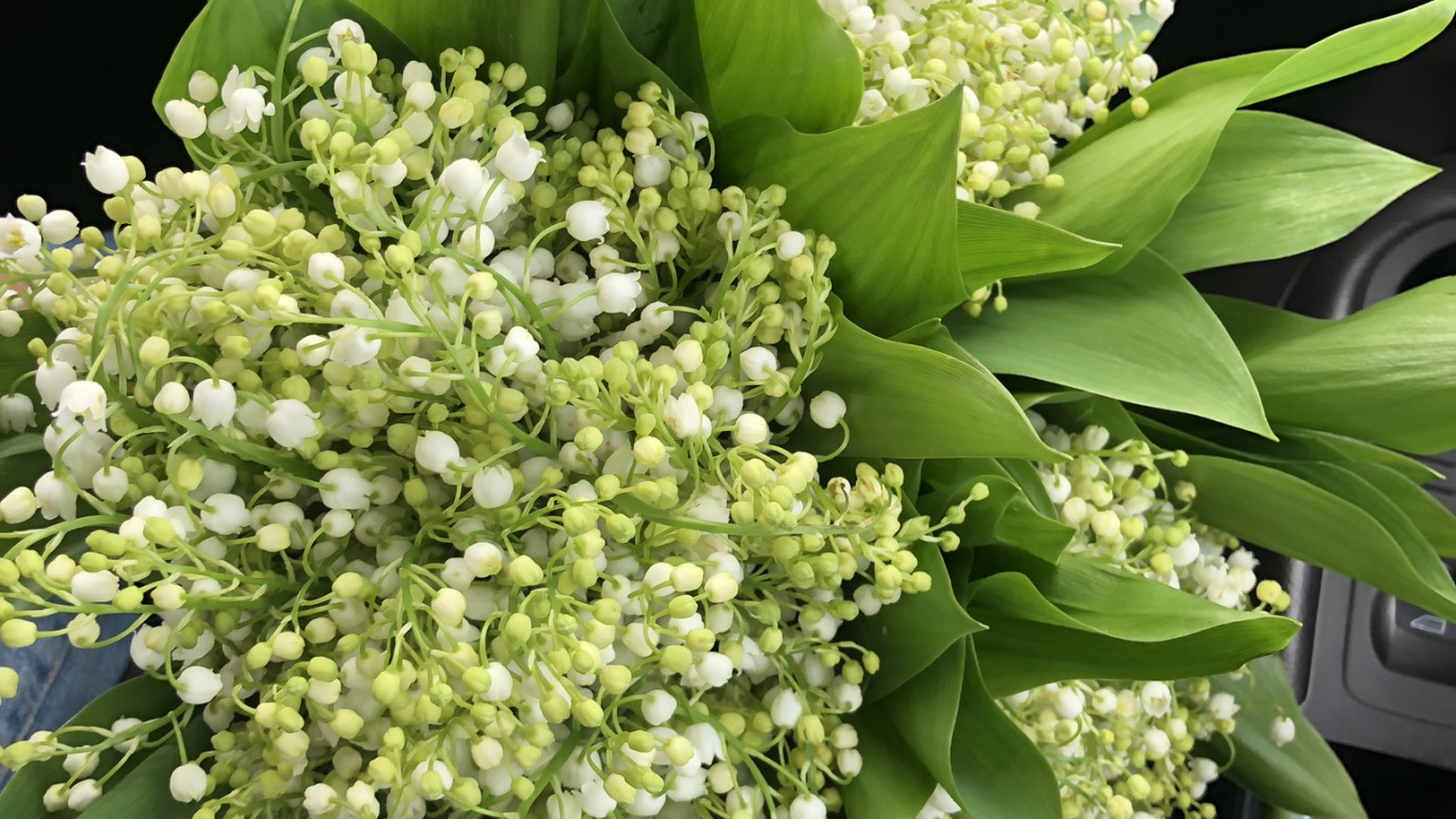 Обои цветочный букет, цветочный дизайн, цветок, цветковое растение, букет в разрешении 1366x768