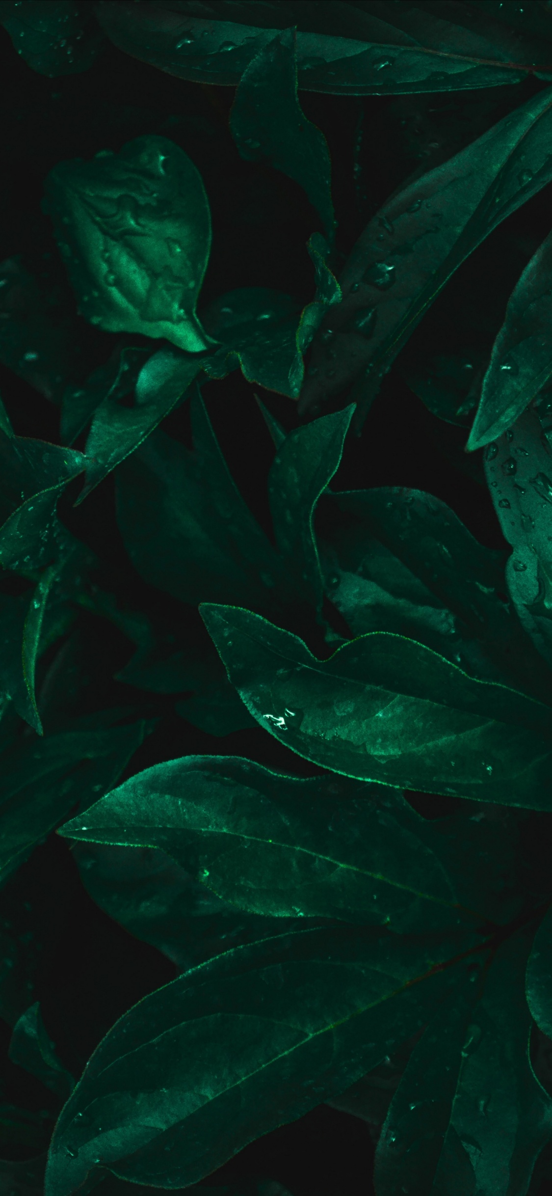 Обои лист, пресноводный аквариум, морская биология, Аквариум, вода в разрешении 1125x2436