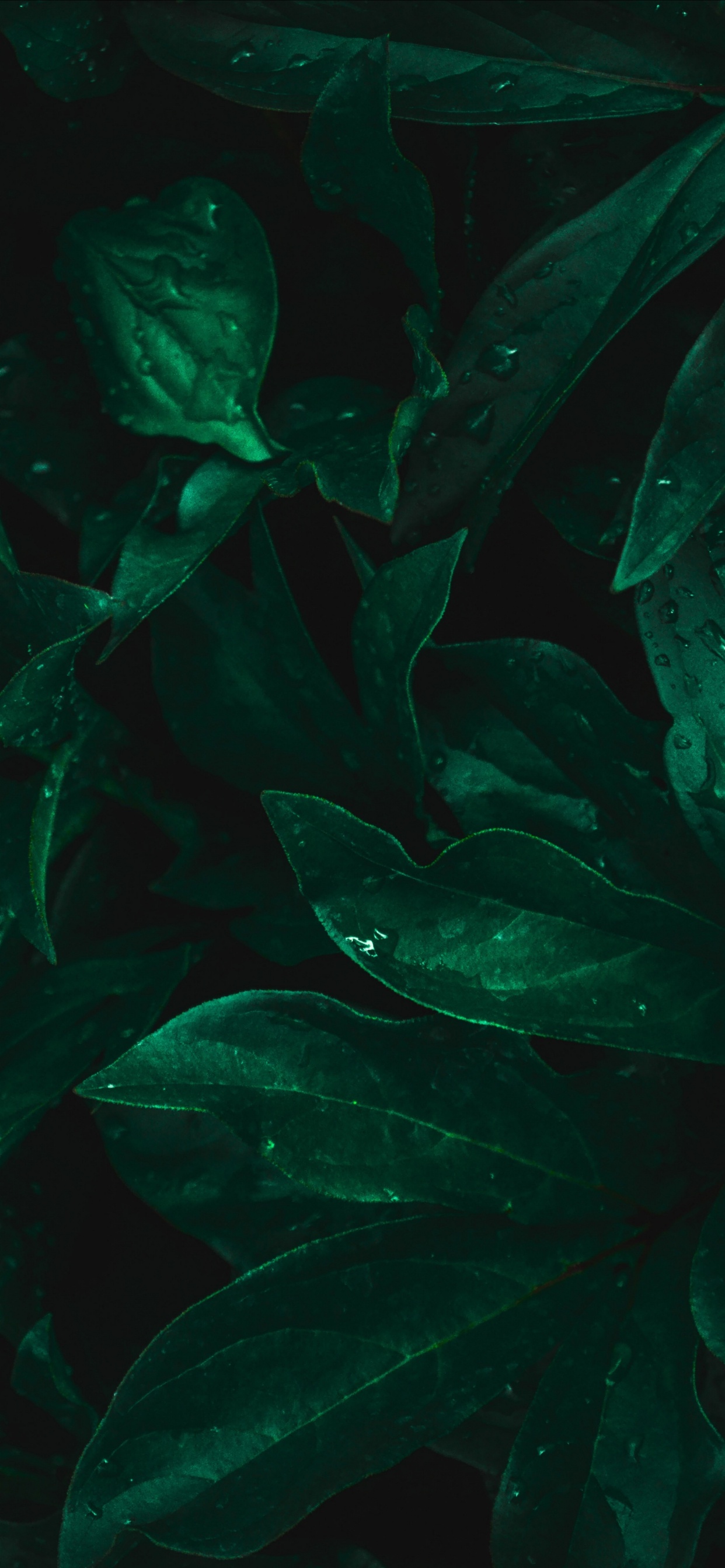 Обои лист, пресноводный аквариум, морская биология, Аквариум, вода в разрешении 1242x2688