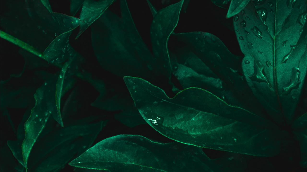 Обои лист, пресноводный аквариум, морская биология, Аквариум, вода в разрешении 1280x720