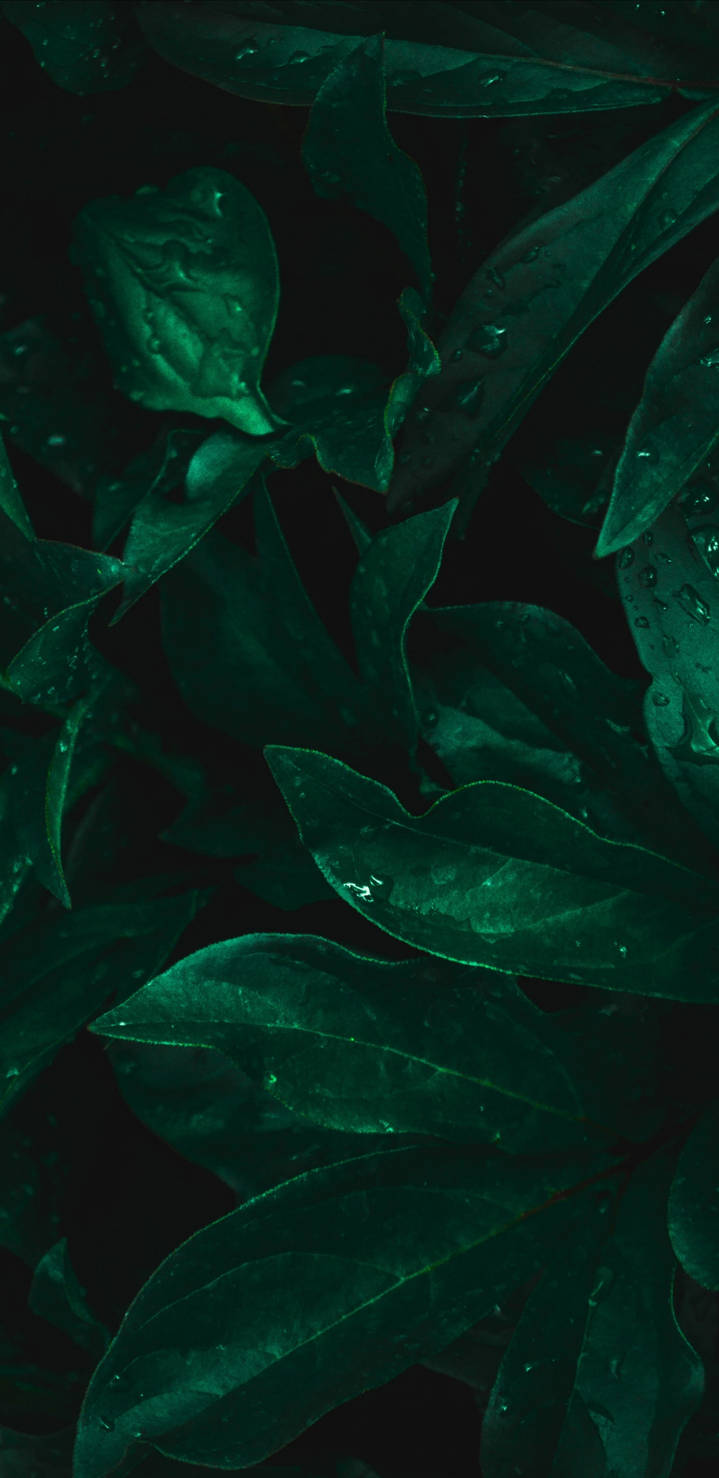 Обои лист, пресноводный аквариум, морская биология, Аквариум, вода в разрешении 1440x2960