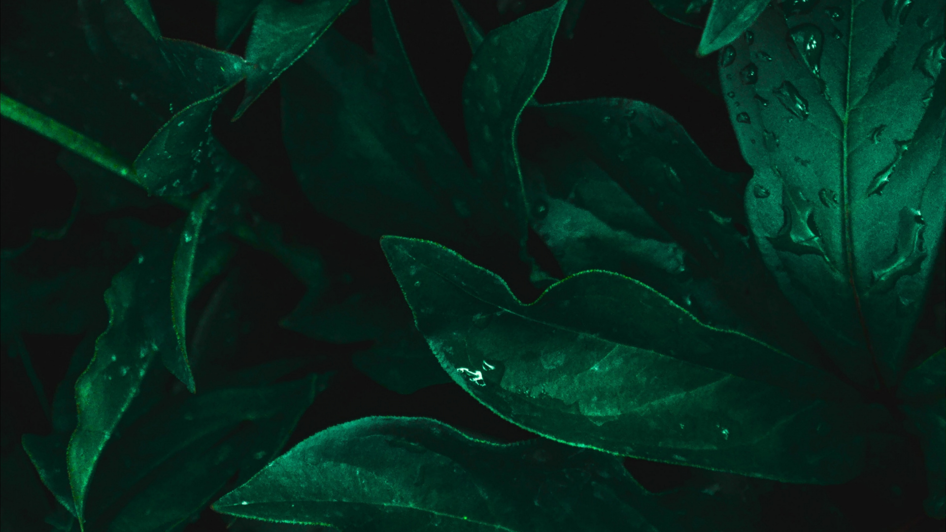 Обои лист, пресноводный аквариум, морская биология, Аквариум, вода в разрешении 1920x1080