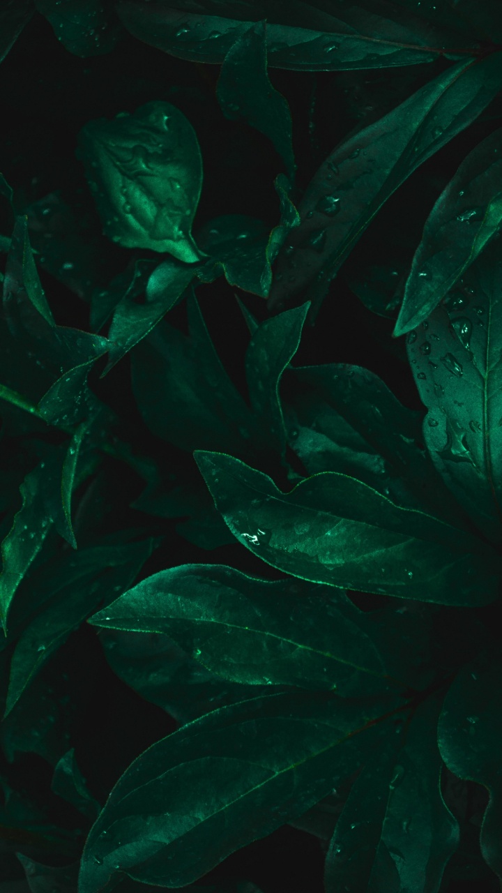 Обои лист, пресноводный аквариум, морская биология, Аквариум, вода в разрешении 720x1280