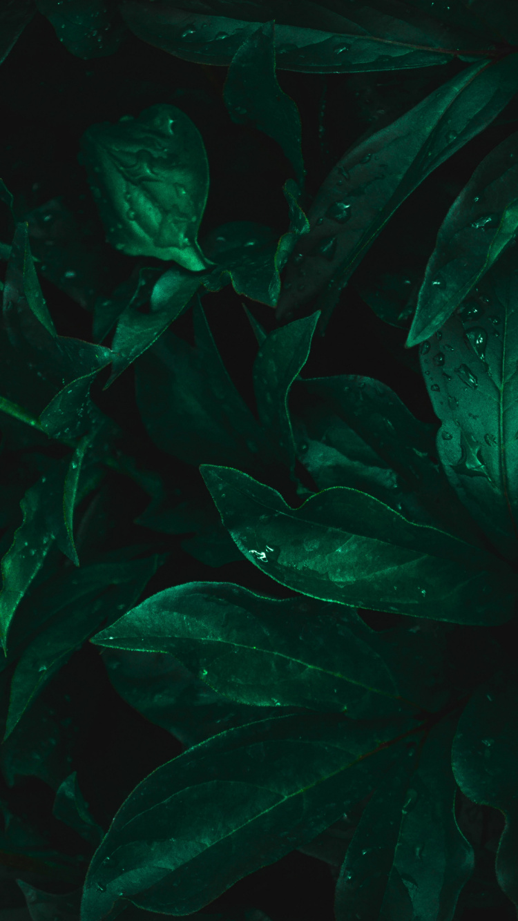 Обои лист, пресноводный аквариум, морская биология, Аквариум, вода в разрешении 750x1334