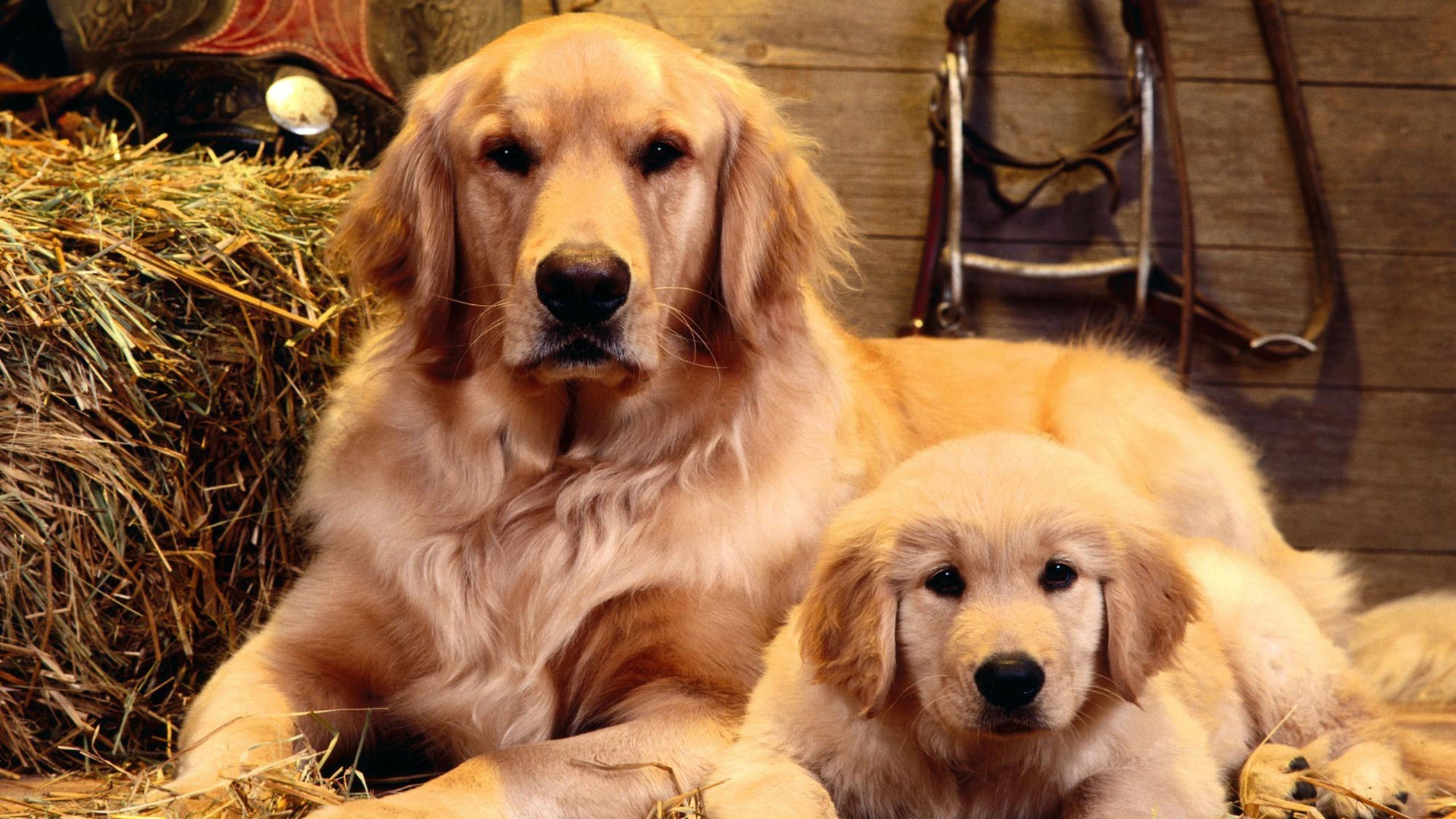 Обои золотистый ретривер, щенок, лабрадор, собака породы, привлекательность в разрешении 2560x1440