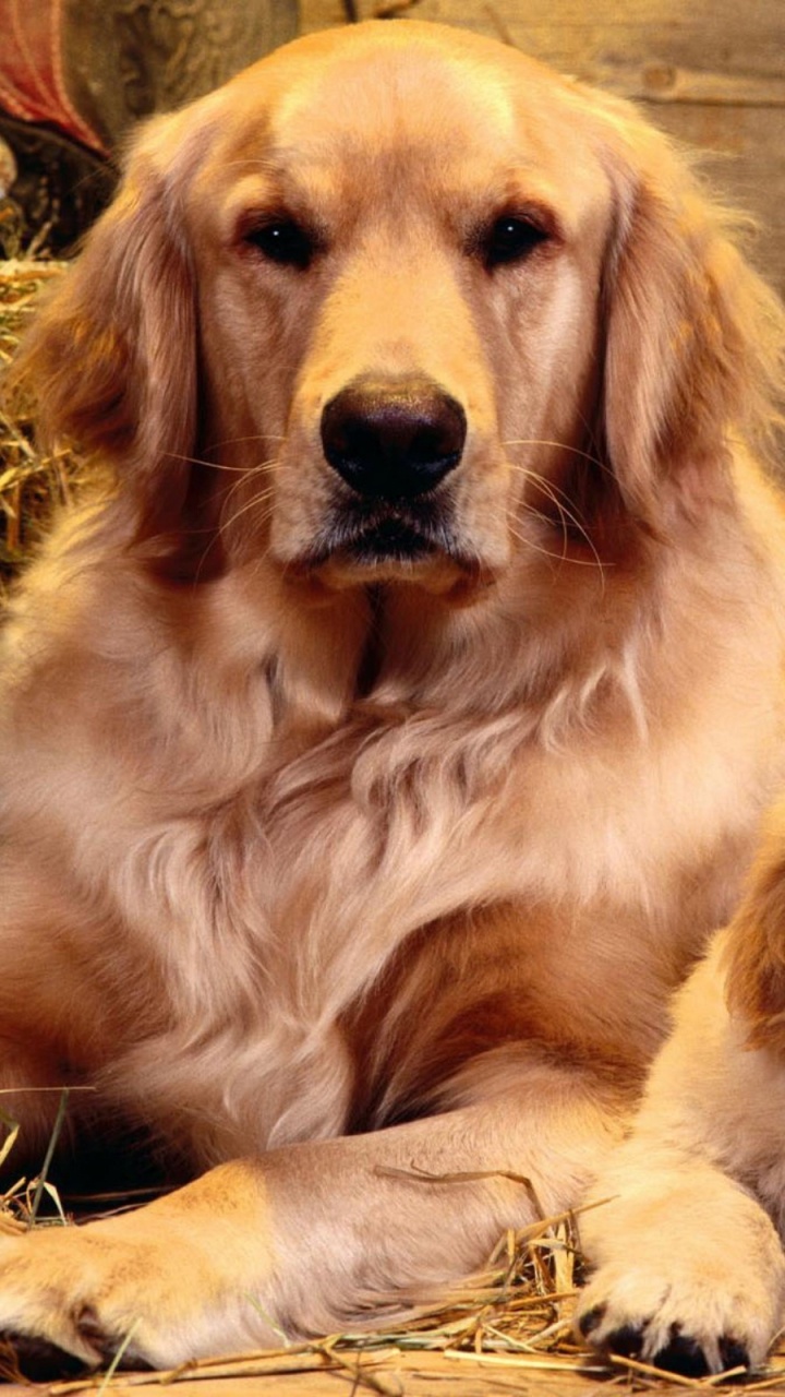 Обои золотистый ретривер, щенок, лабрадор, собака породы, привлекательность в разрешении 720x1280