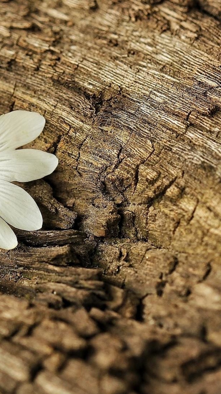 Обои лепесток, цветок, растение, полевой цветок, весна в разрешении 720x1280