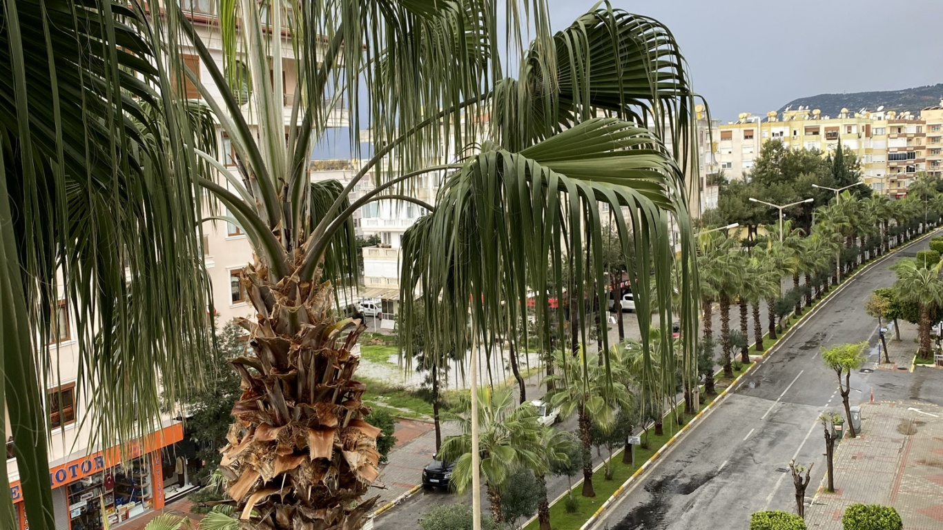 Обои пальмовые рощи, растение, финиковая пальма, Ботанический сад, облако в разрешении 1366x768