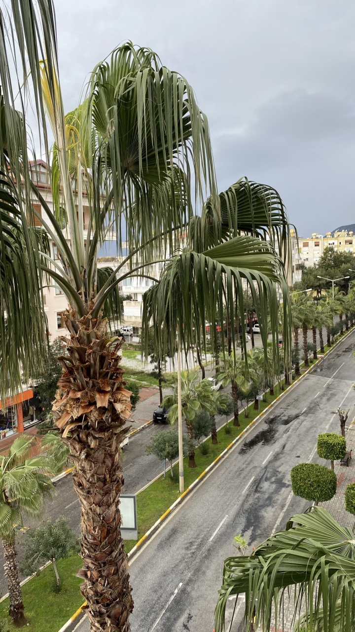 Обои пальмовые рощи, растение, финиковая пальма, Ботанический сад, облако в разрешении 720x1280