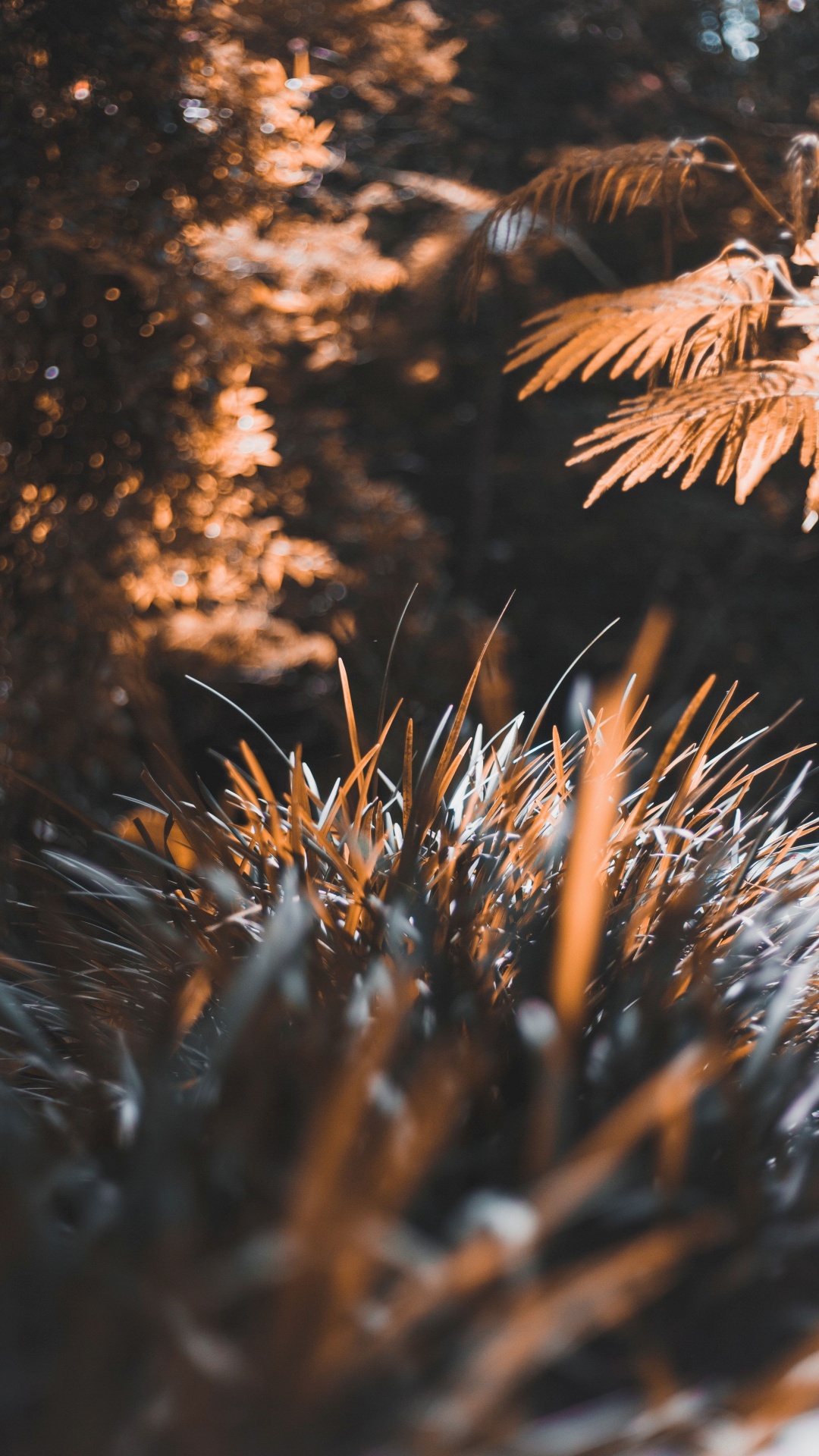 Обои дерево, лист, растение, солнечный свет, природа в разрешении 1080x1920